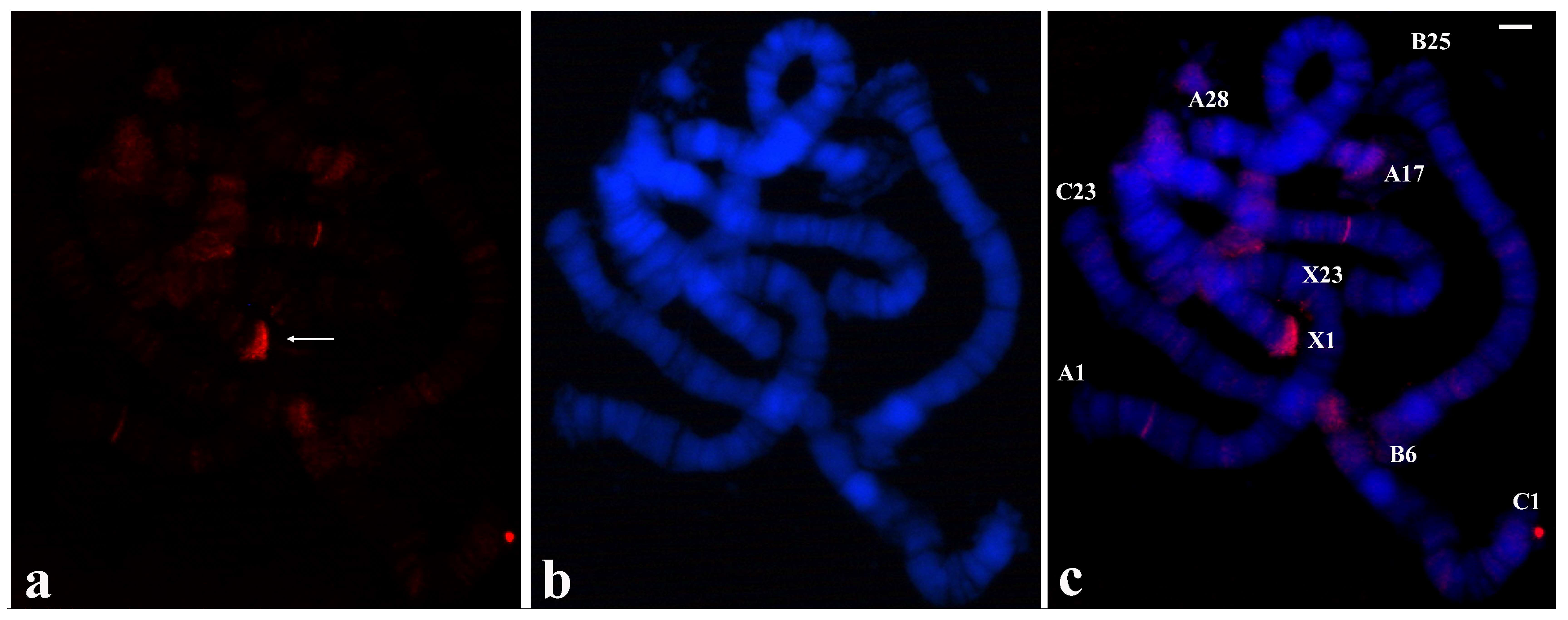 Cells 09 02425 g004 Cells 09 02425 g004