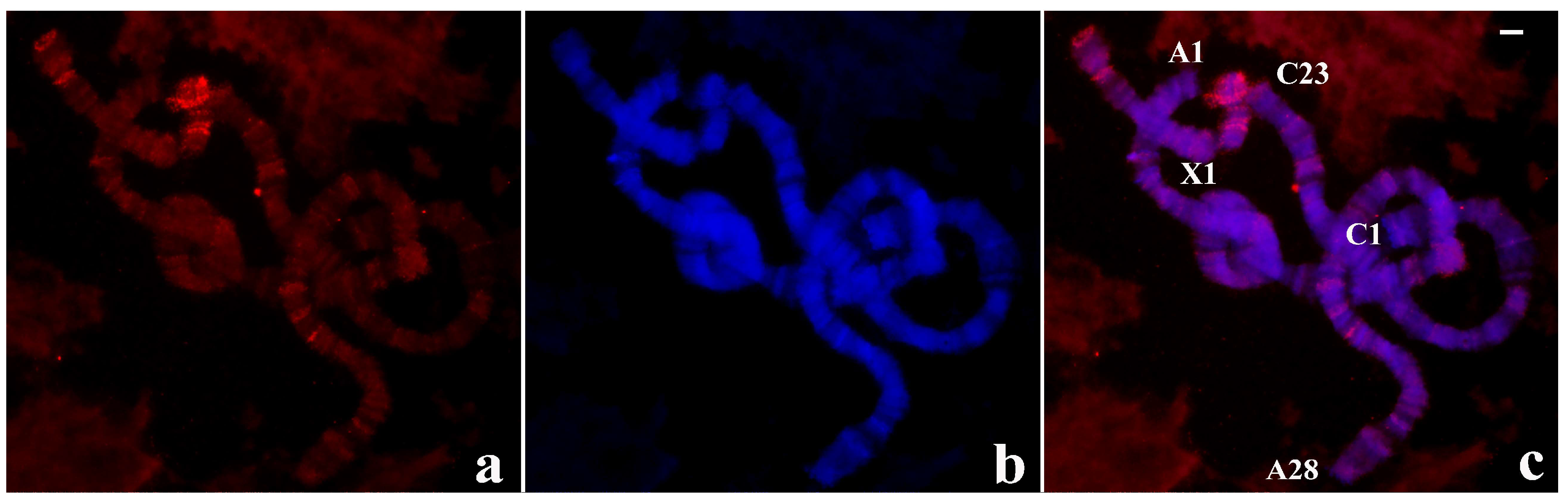 Cells 09 02425 g010 Cells 09 02425 g010