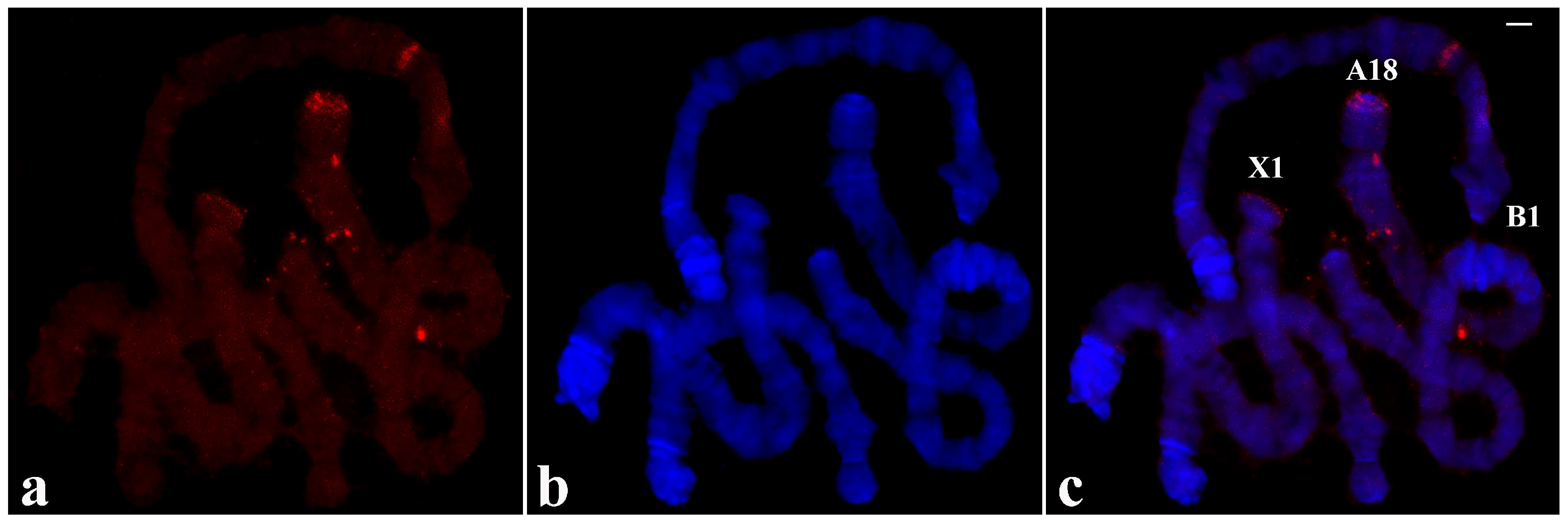 Cells 09 02425 g011 Cells 09 02425 g011