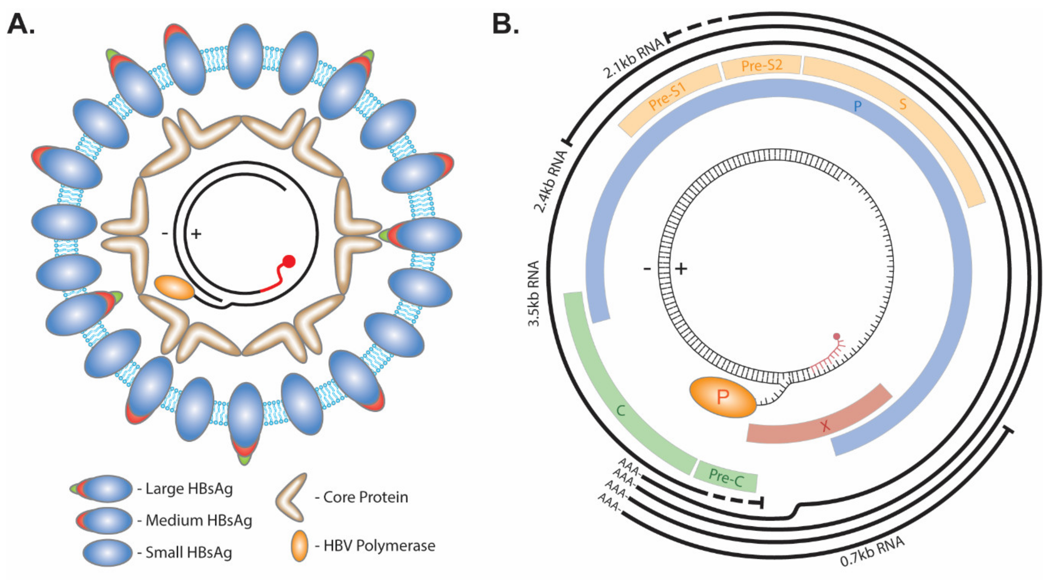 Cells 09 02430 g001