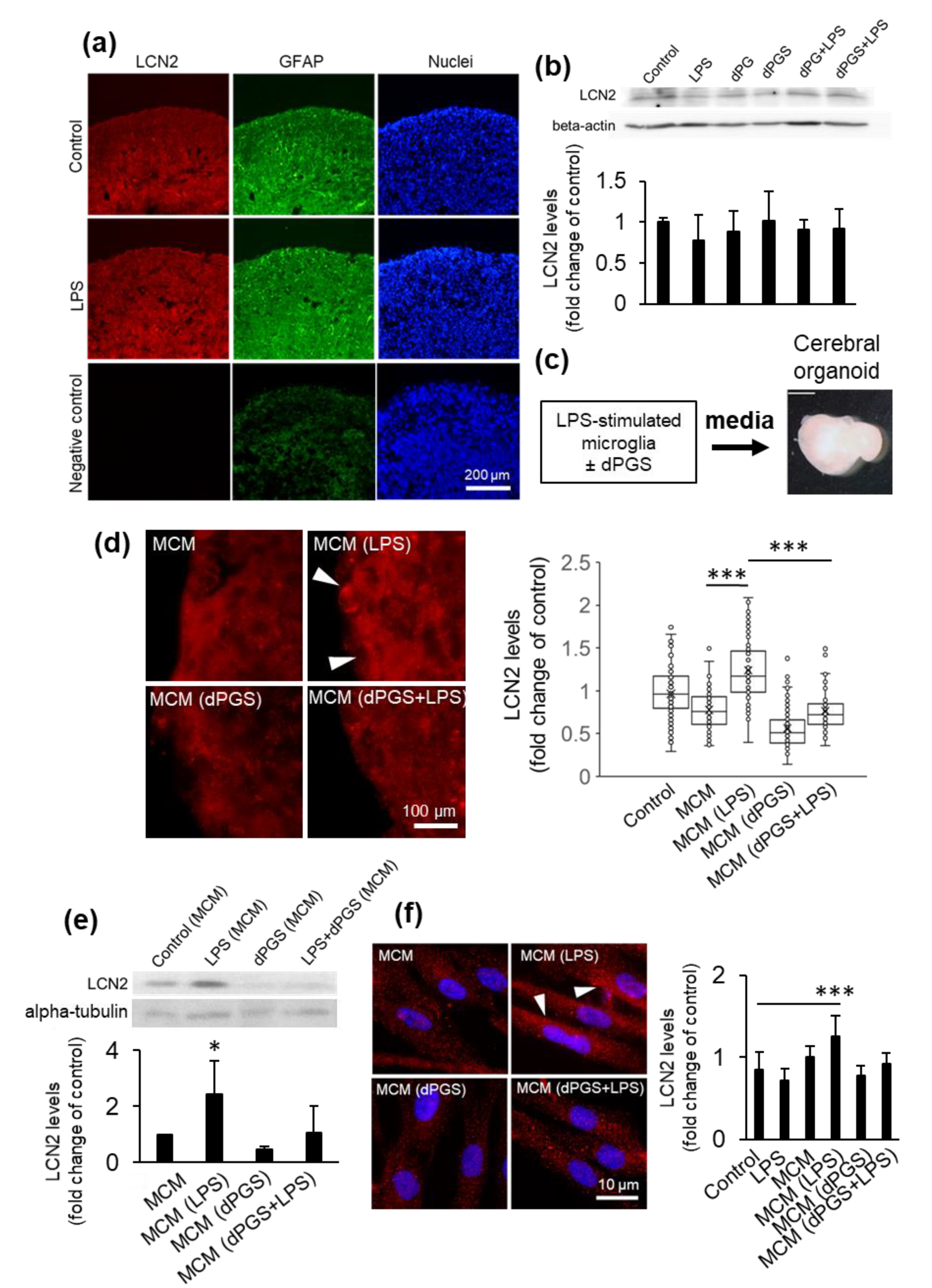 Cells 09 02434 g002 Cells 09 02434 g002