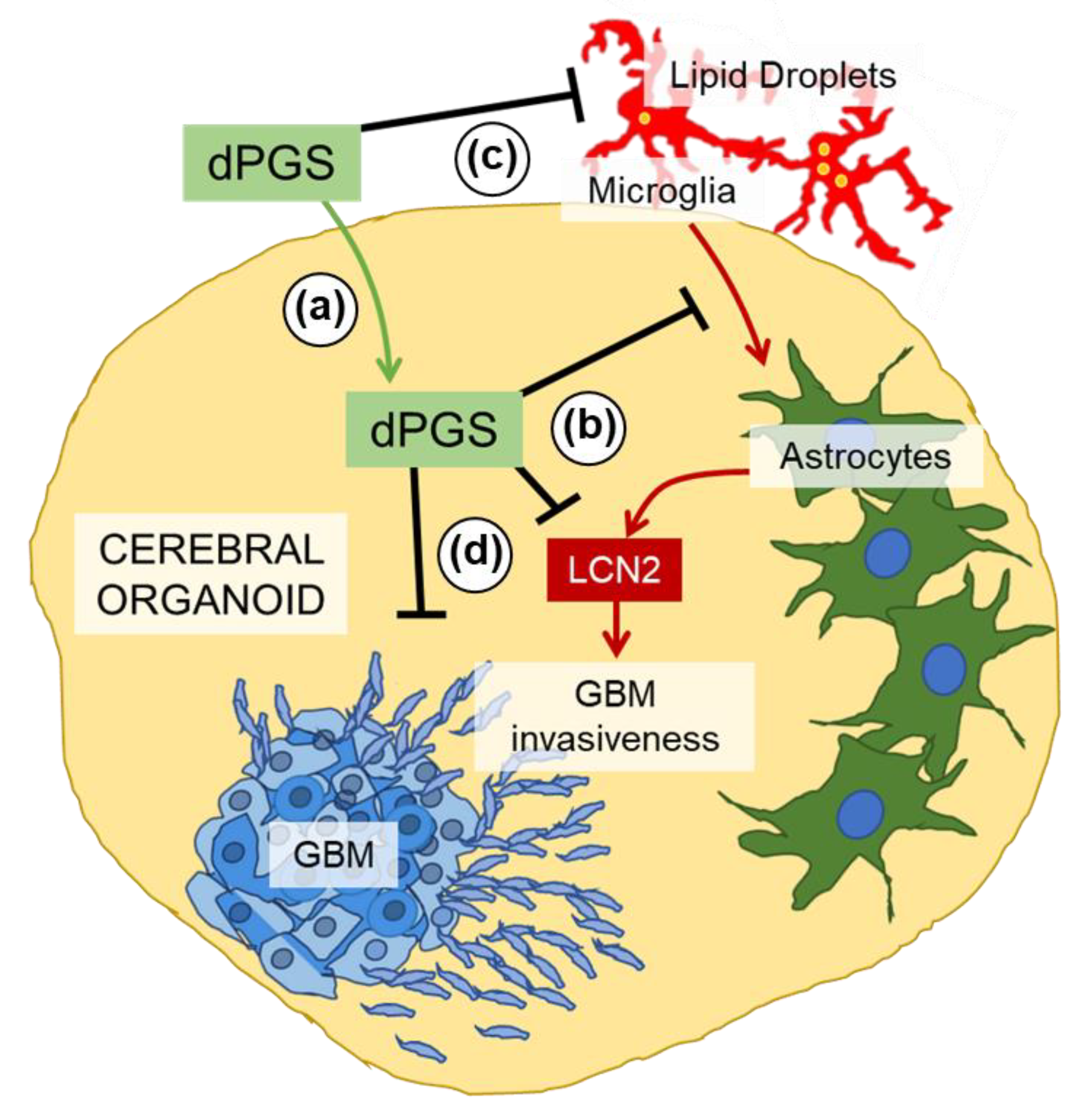 Cells 09 02434 g004 Cells 09 02434 g004
