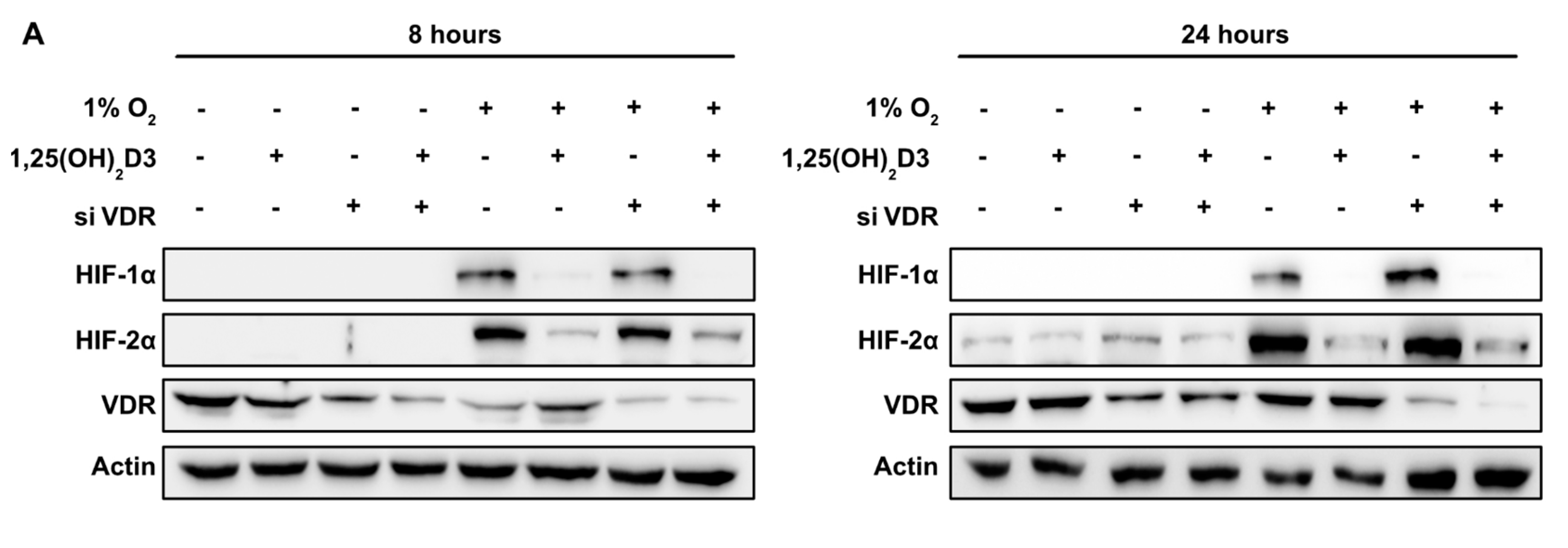 Cells 09 02440 g004a