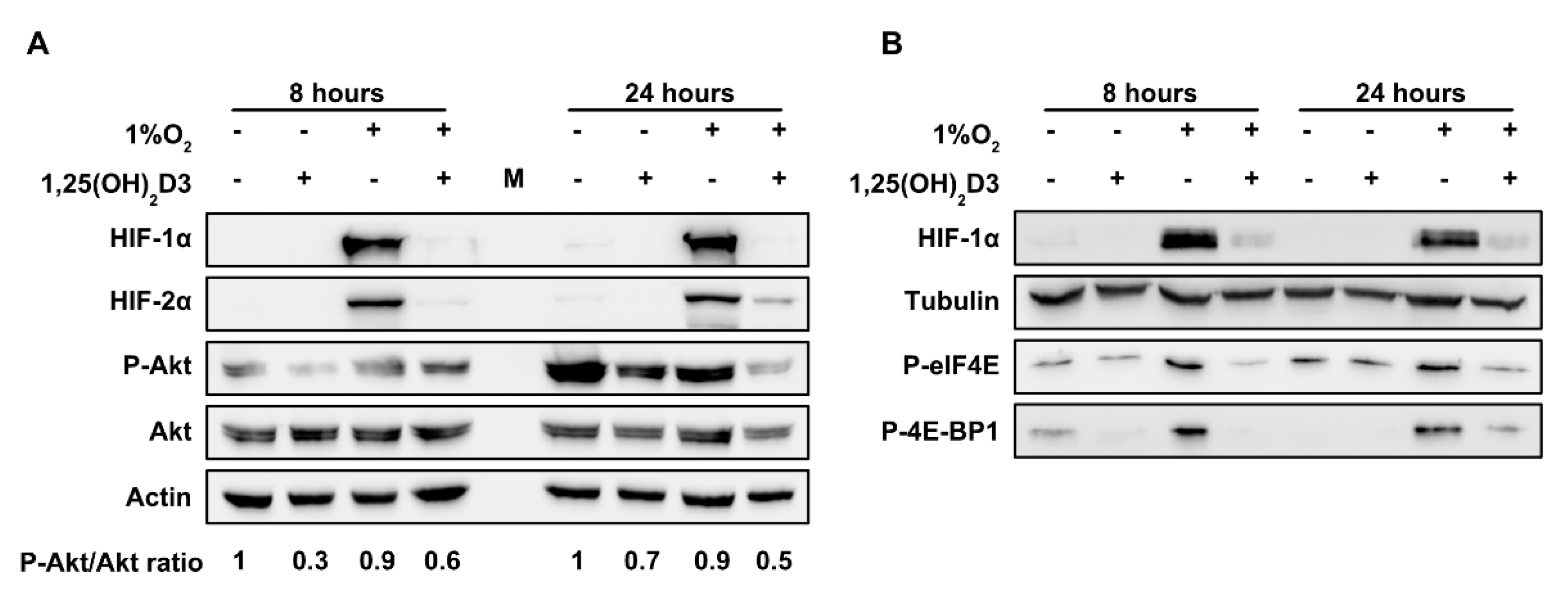 Cells 09 02440 g007