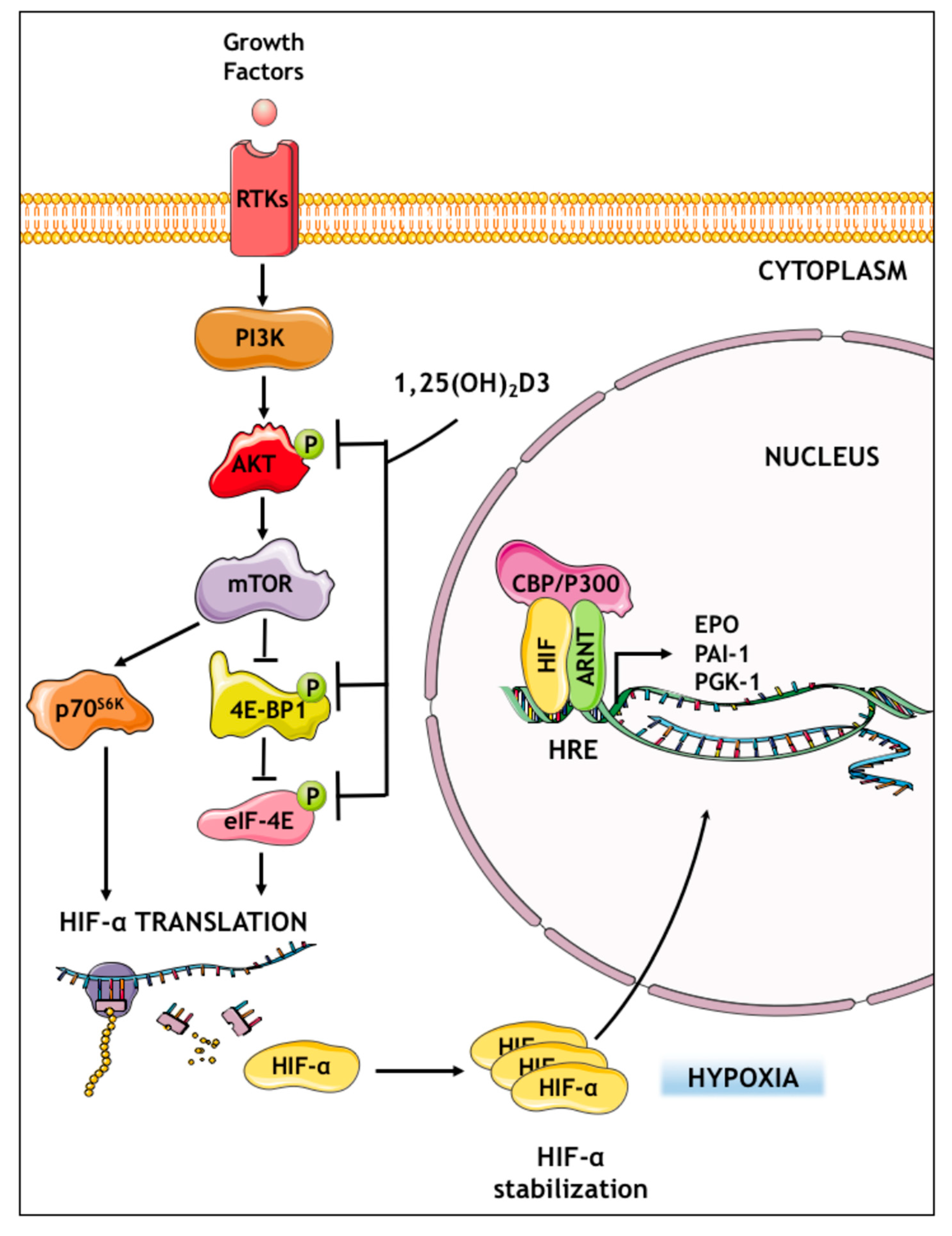 Cells 09 02440 g008
