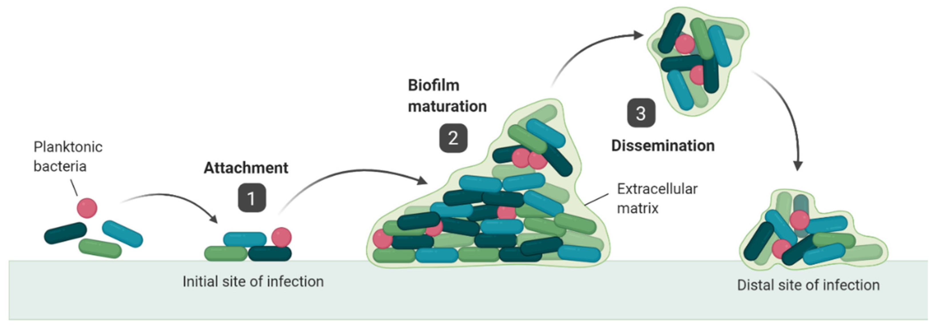 Cells 09 02450 g001 Cells 09 02450 g001