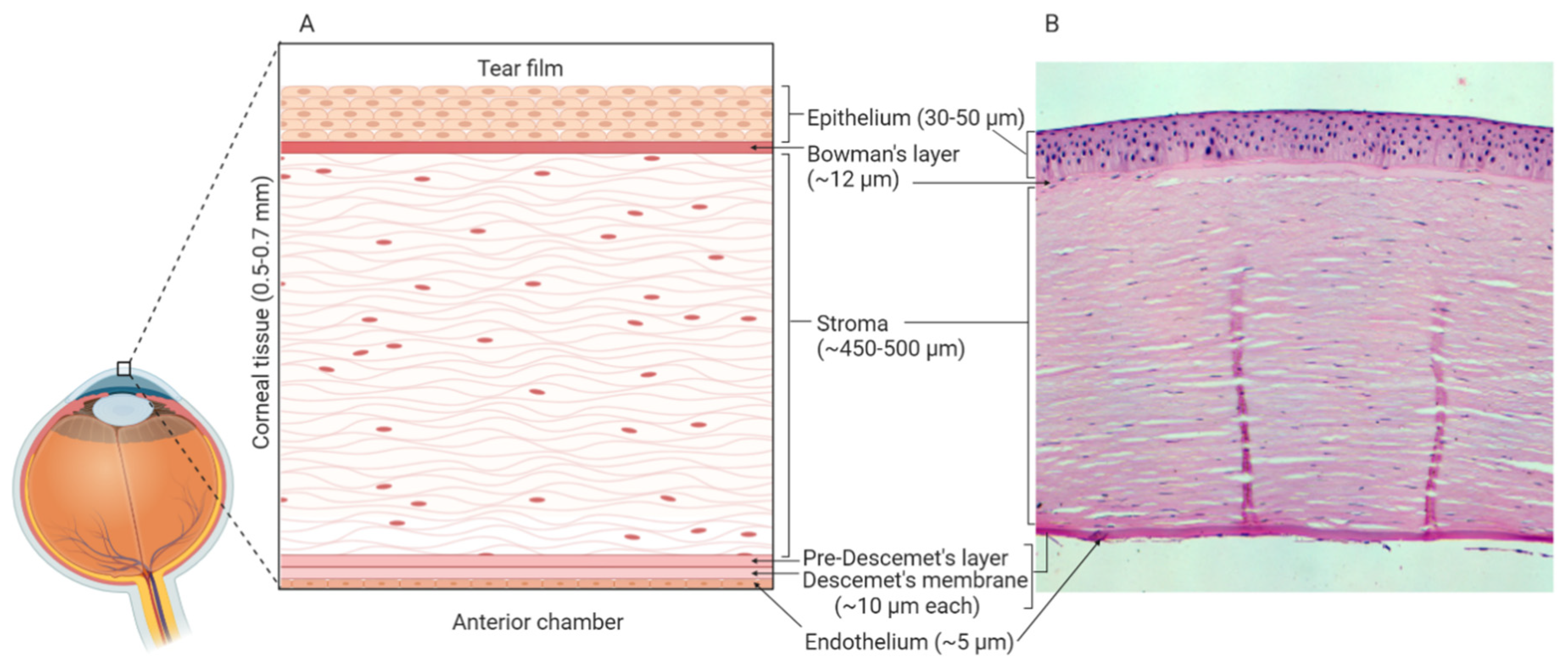 Cells 09 02450 g002 Cells 09 02450 g002