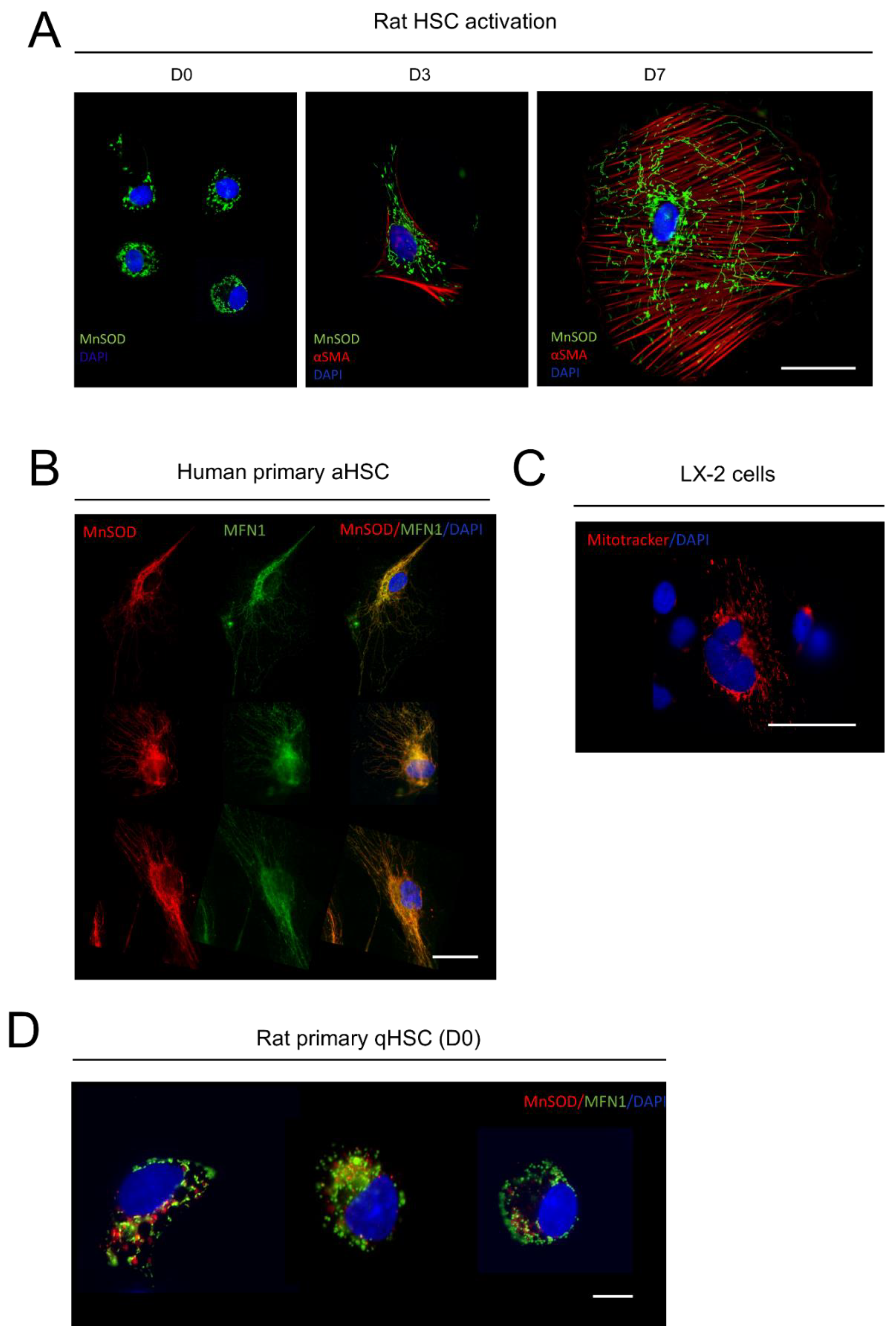 Cells 09 02456 g002 Cells 09 02456 g002
