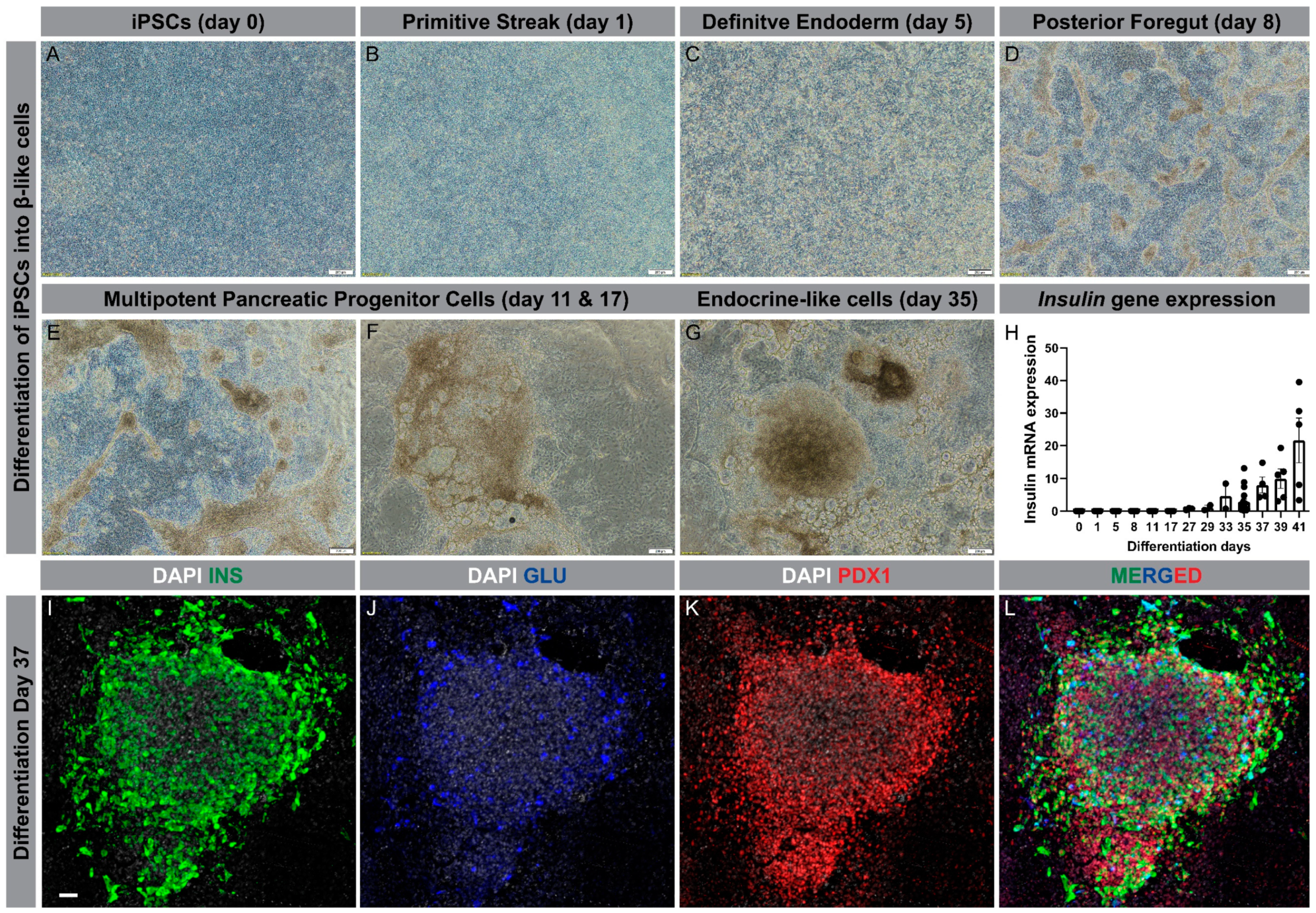 Cells 09 02465 g002 Cells 09 02465 g002