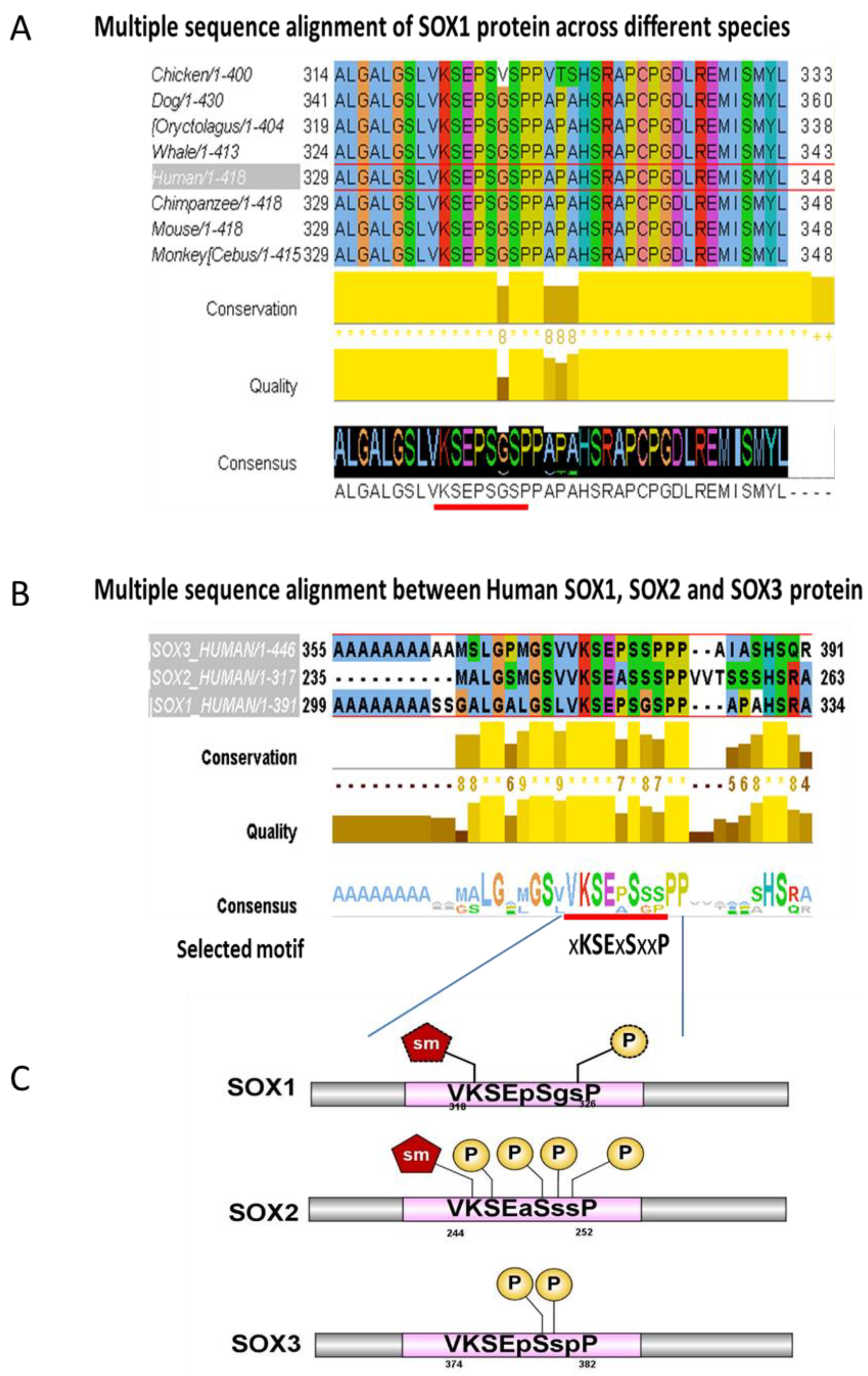 Cells 09 02471 g002