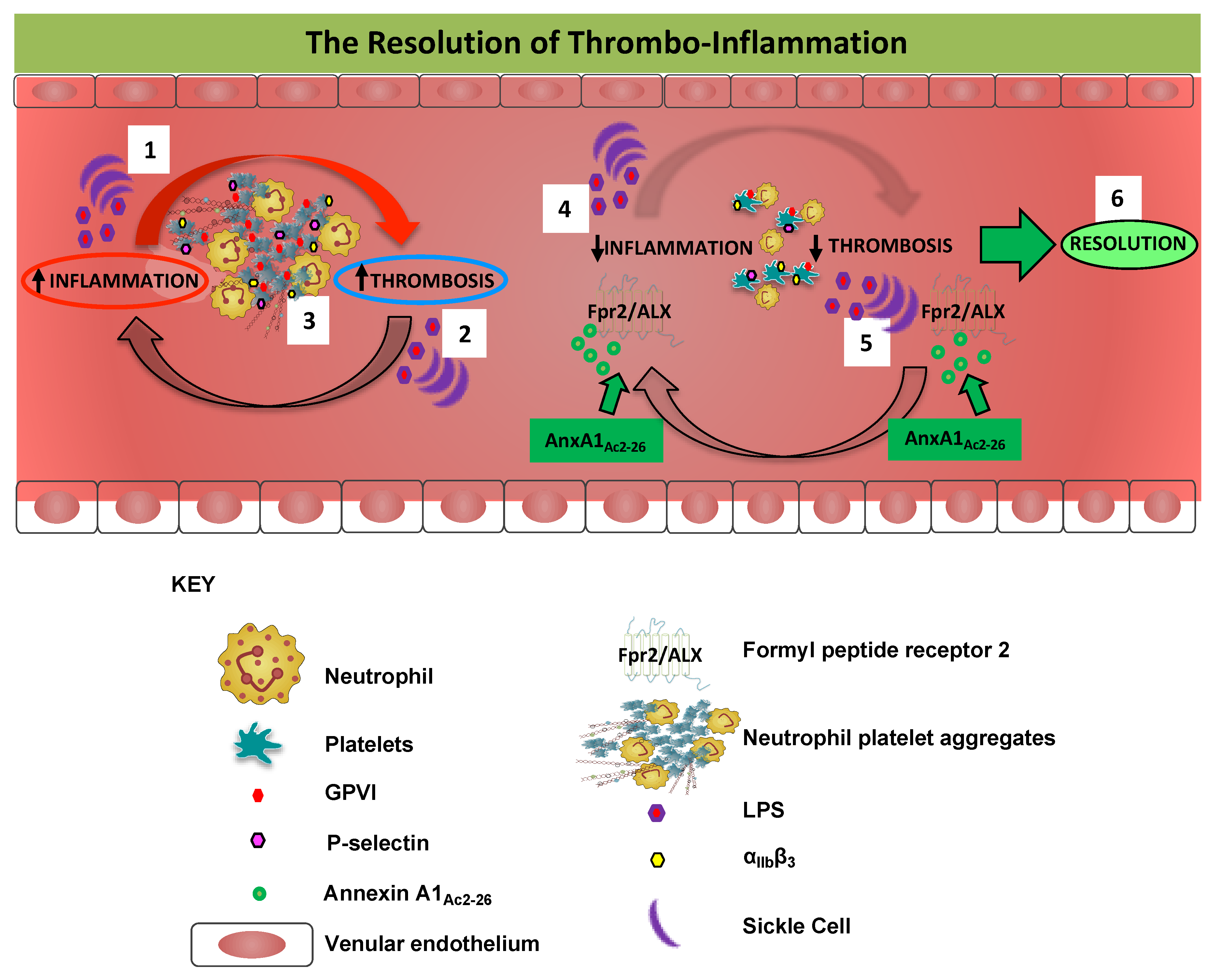 Cells 09 02473 g005 Cells 09 02473 g005