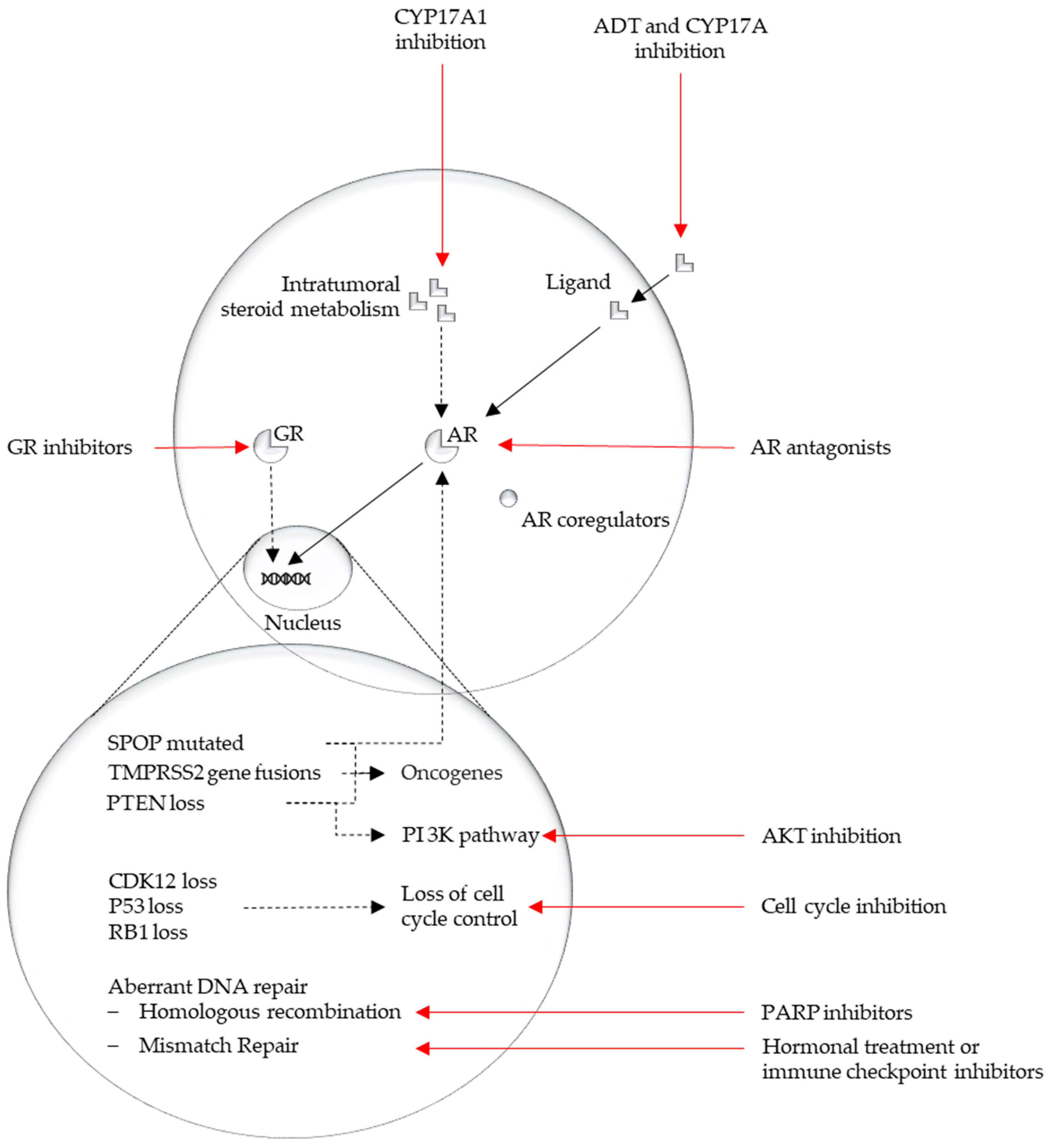 Cells 09 02494 g002 Cells 09 02494 g002