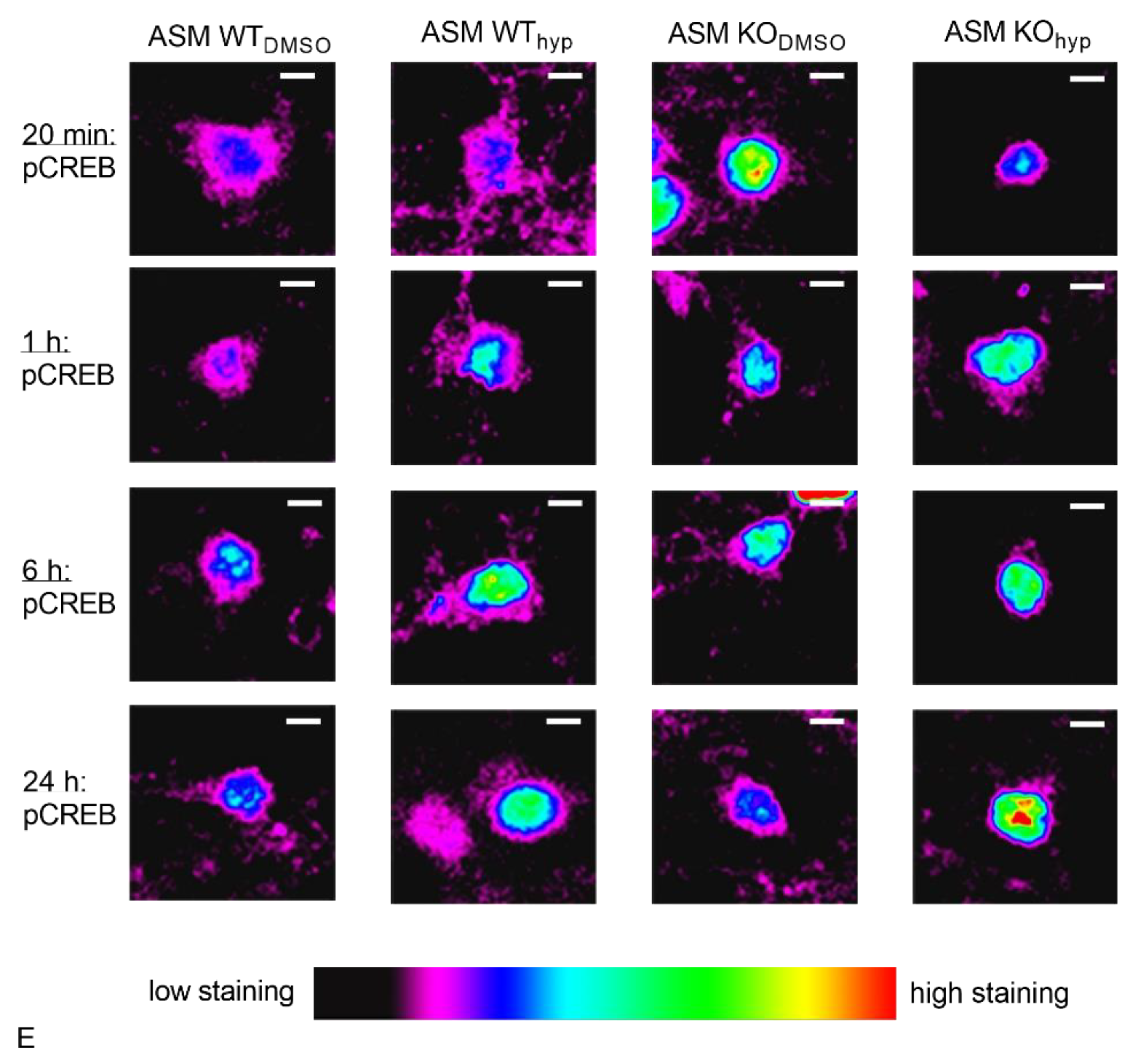 Cells 09 02502 g008b Cells 09 02502 g008b