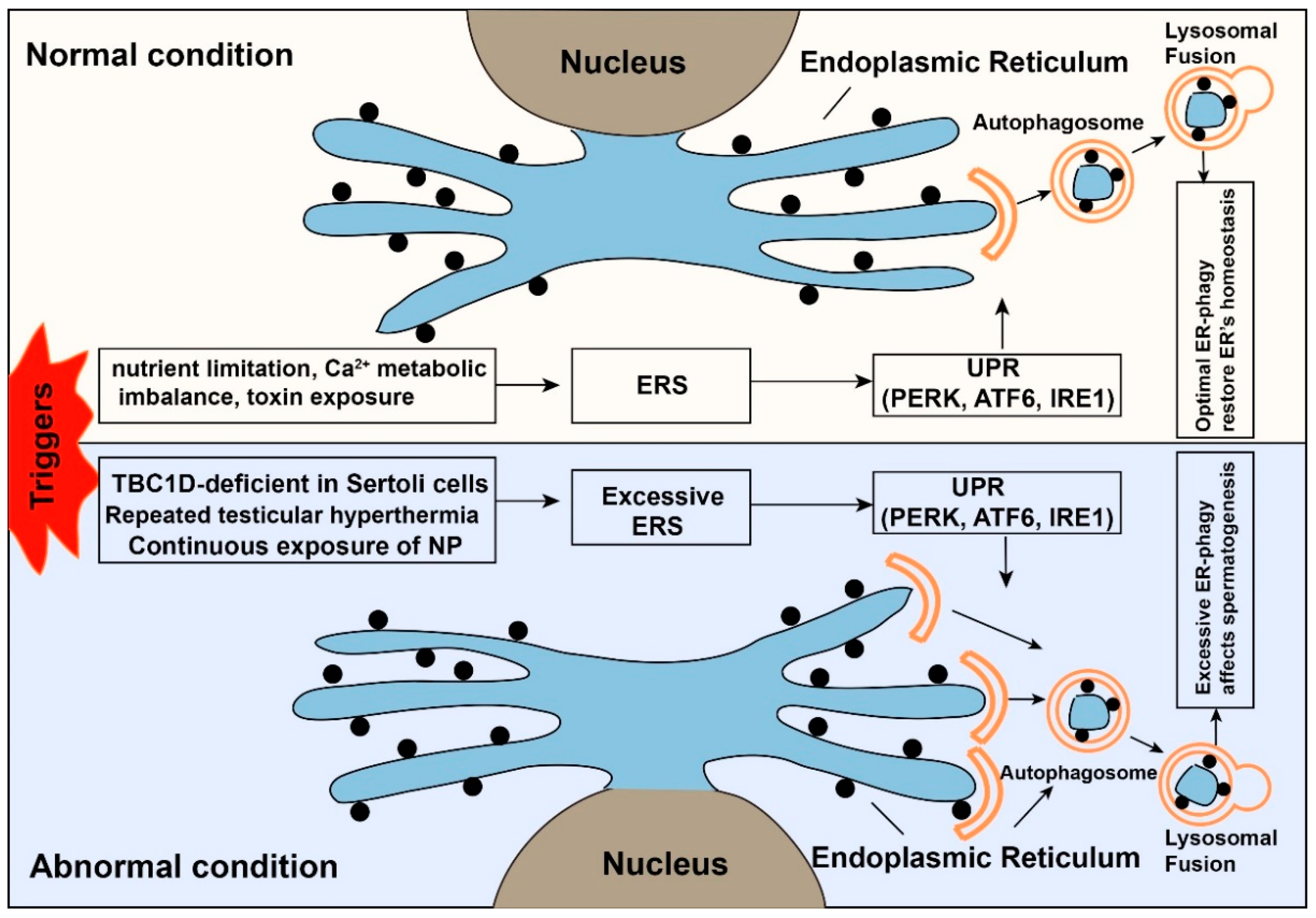 Cells 09 02523 g004 Cells 09 02523 g004