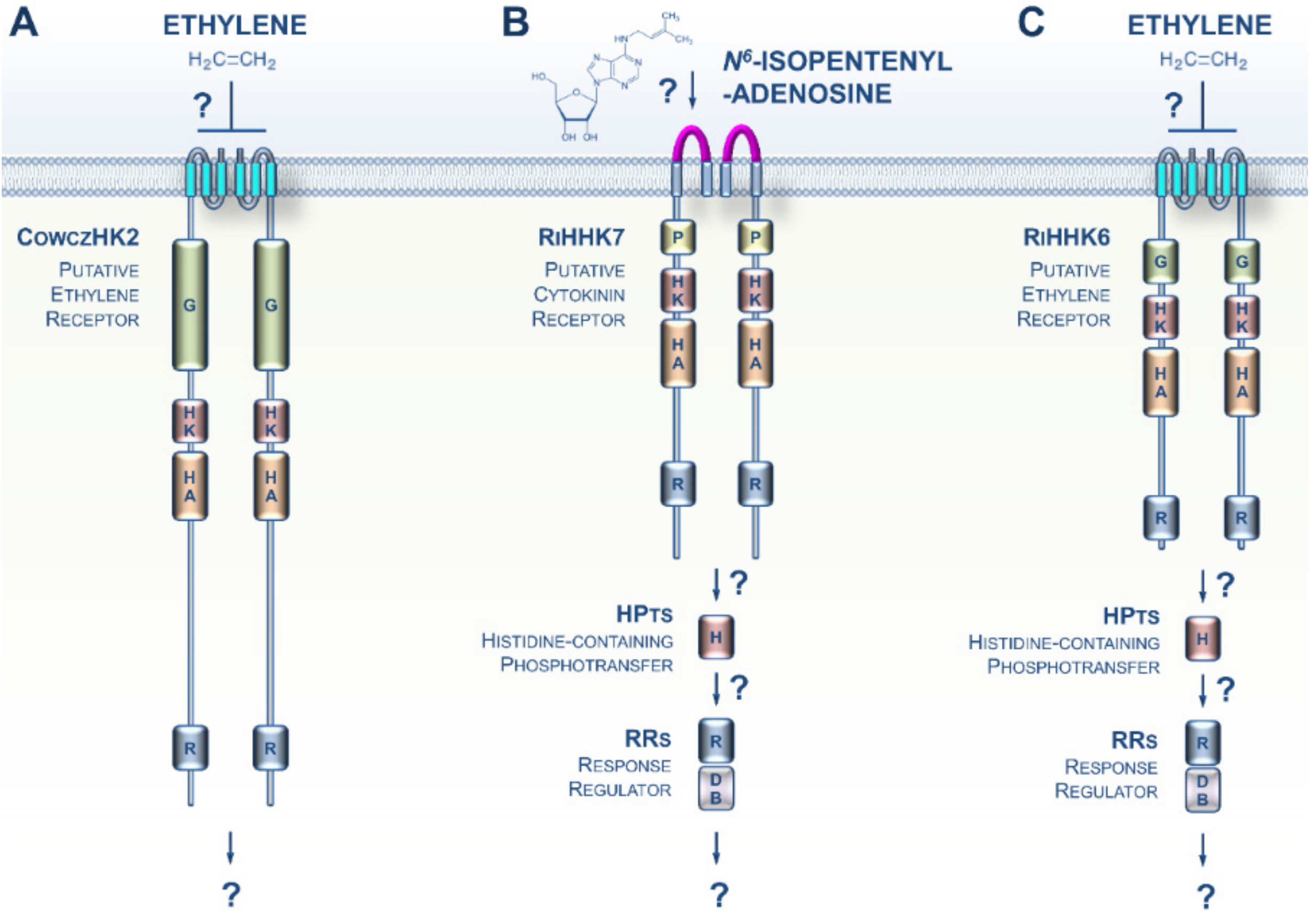 Cells 09 02526 g003 Cells 09 02526 g003