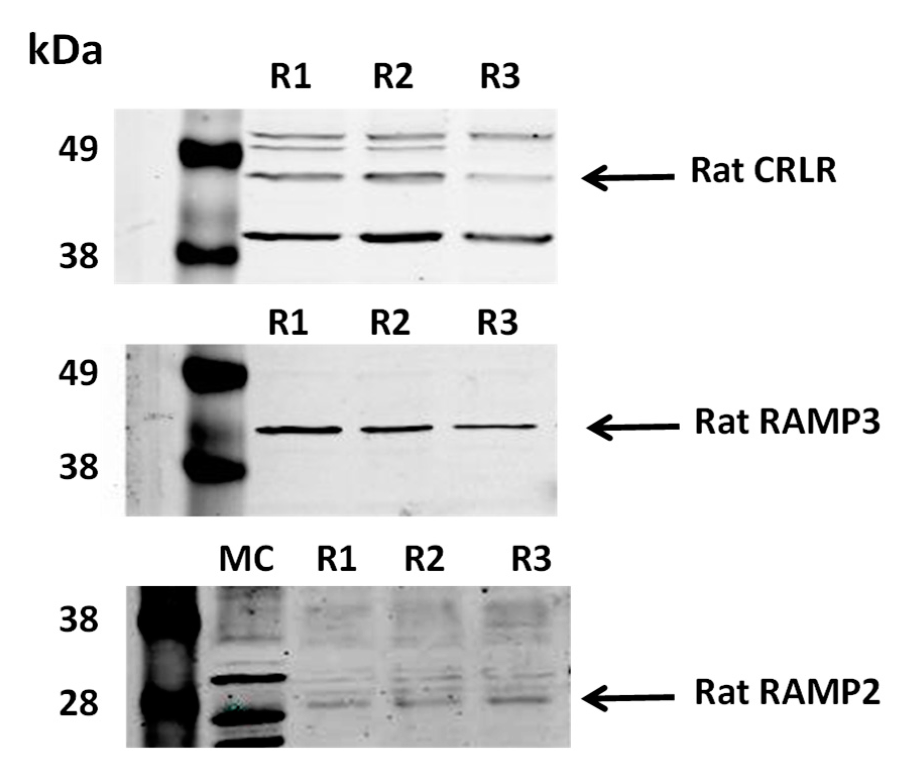 Cells 09 02533 g001 Cells 09 02533 g001
