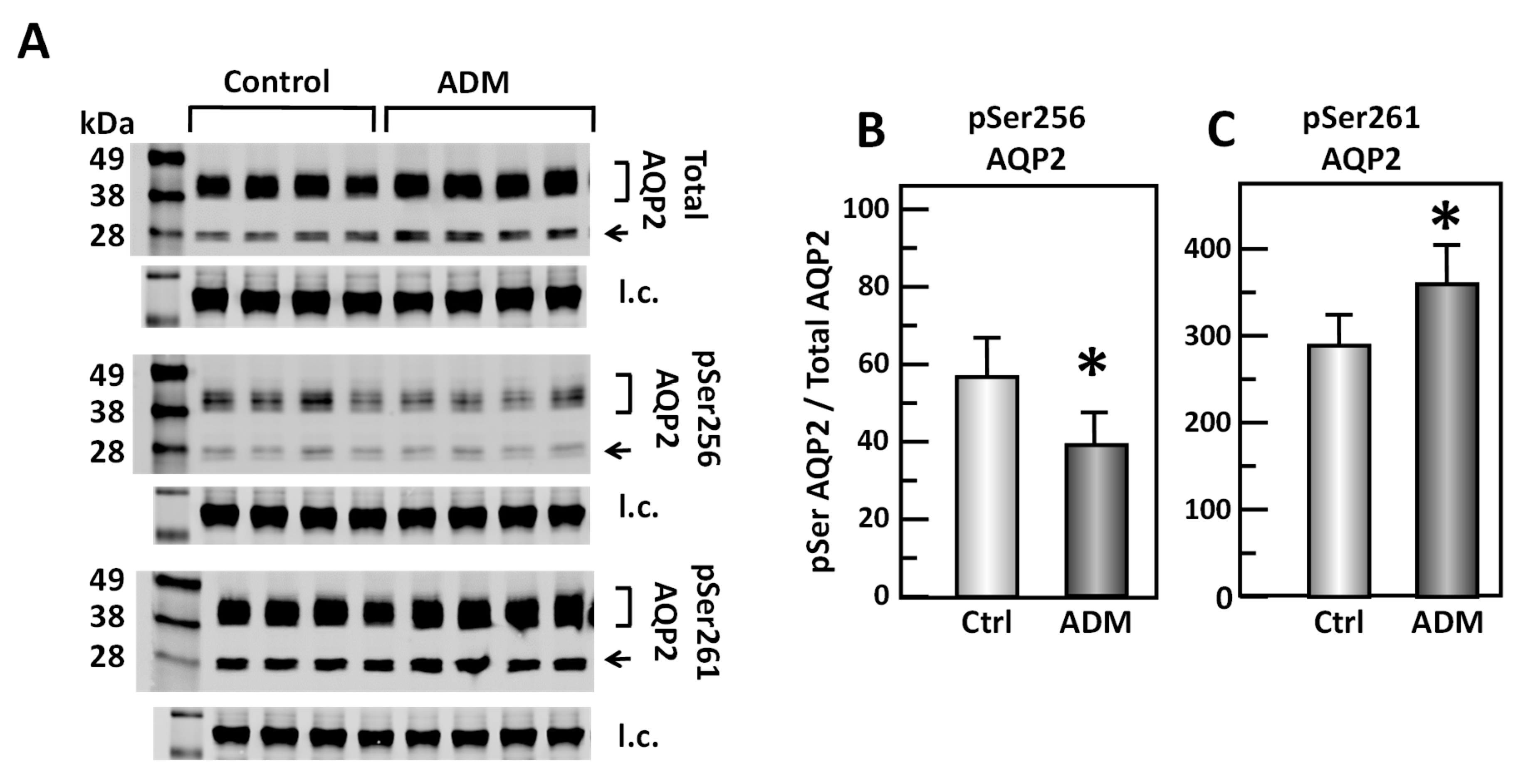 Cells 09 02533 g003 Cells 09 02533 g003