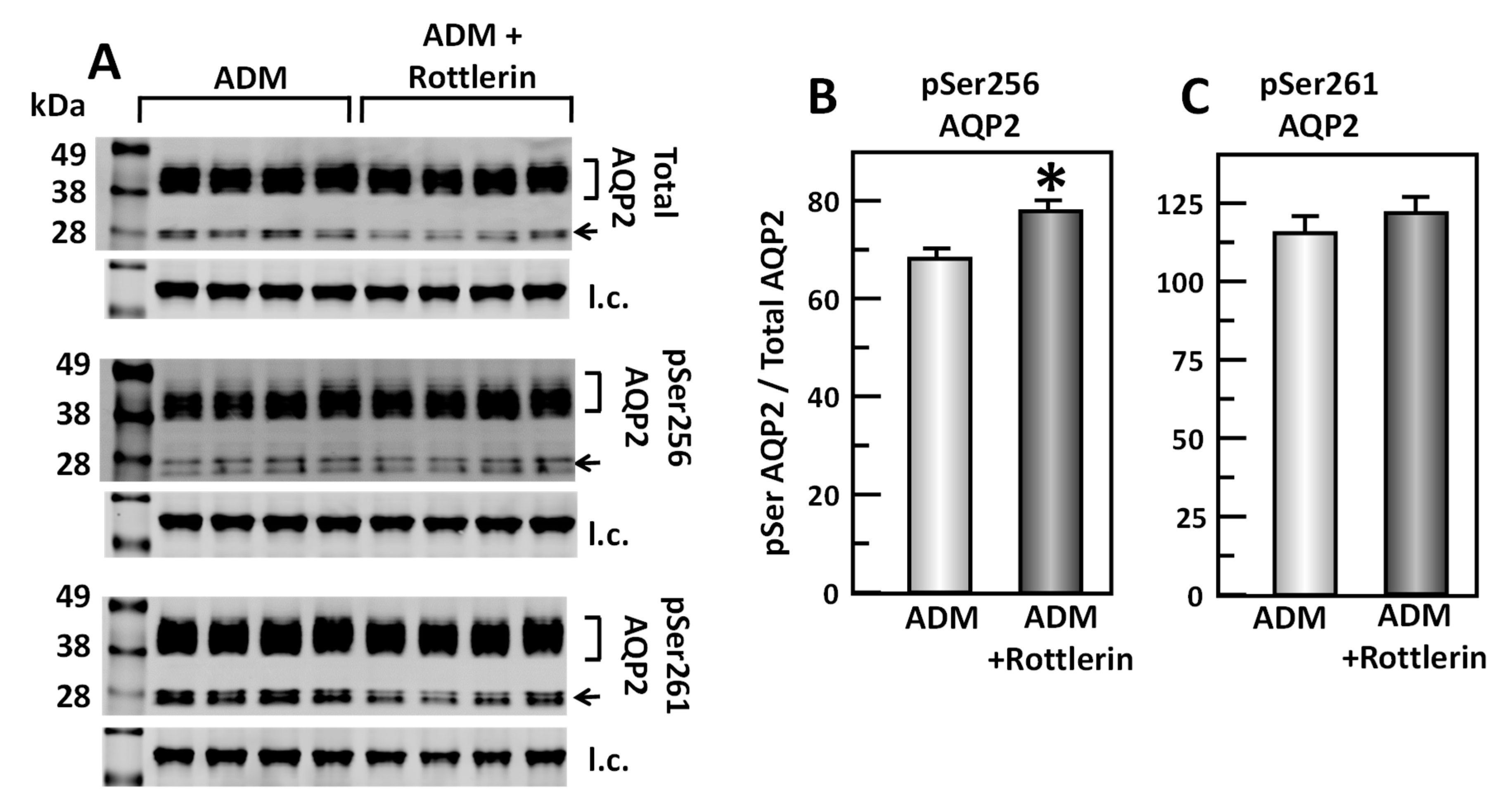 Cells 09 02533 g010 Cells 09 02533 g010