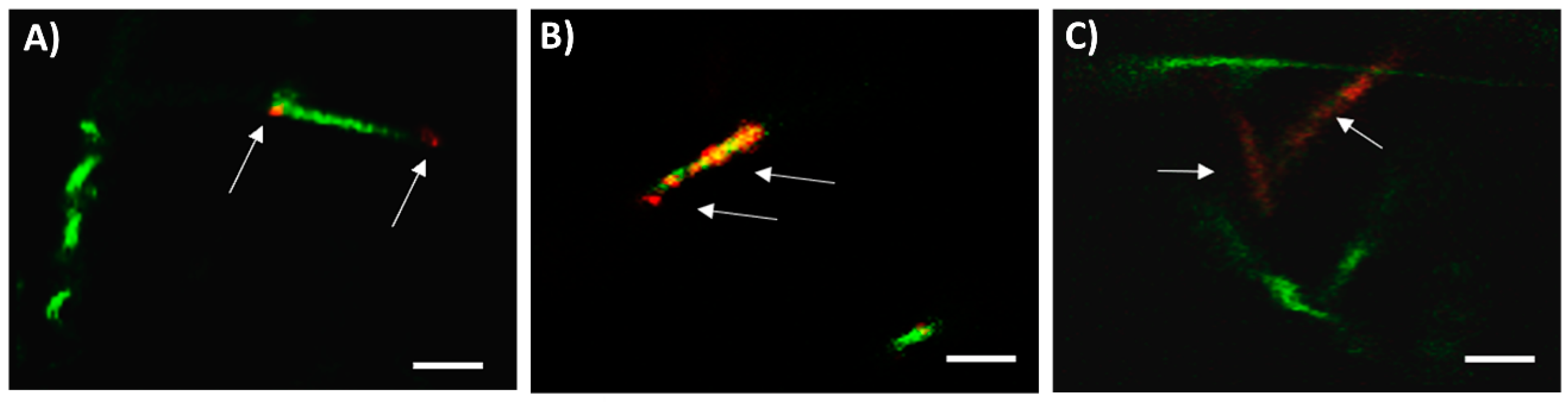 Cells 09 02546 g004 Cells 09 02546 g004