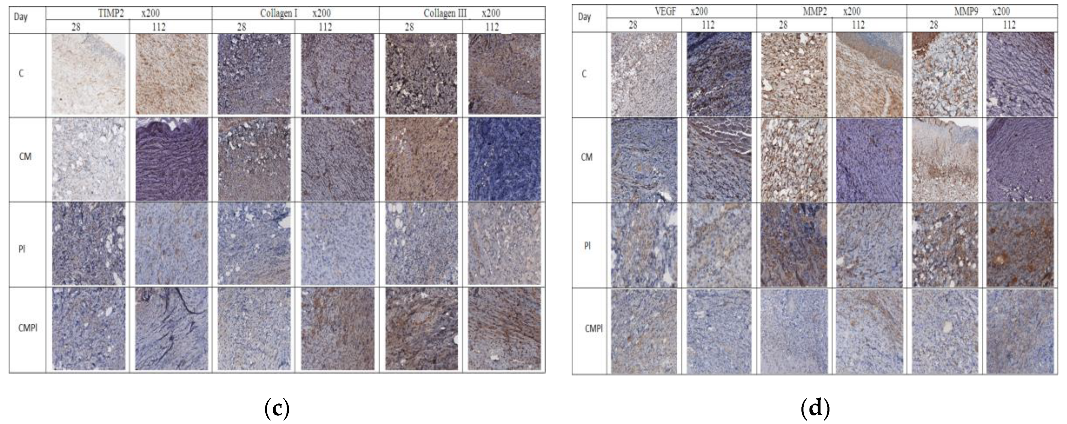 Cells 09 02558 g004b