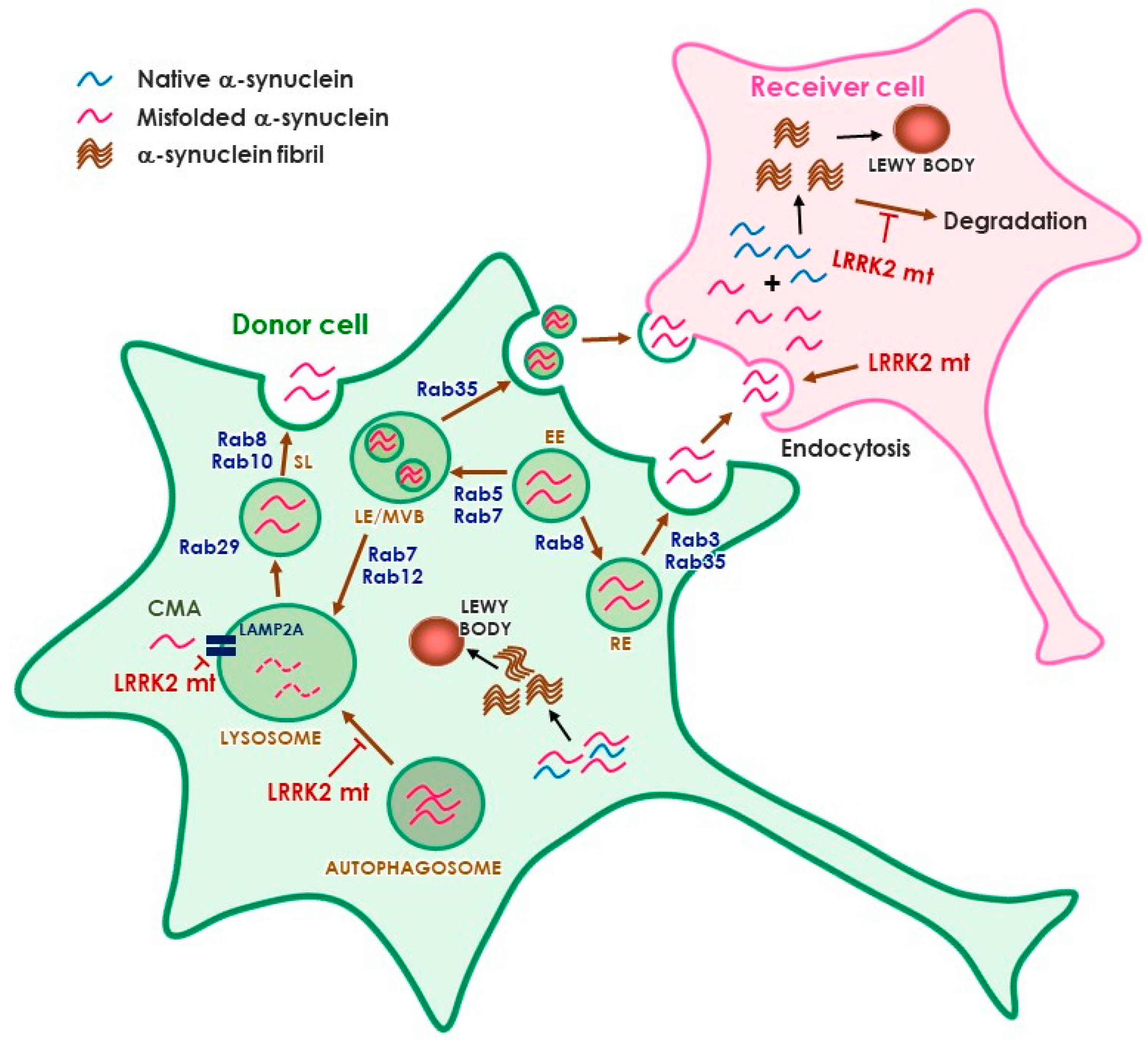 Cells 09 02565 g001 Cells 09 02565 g001