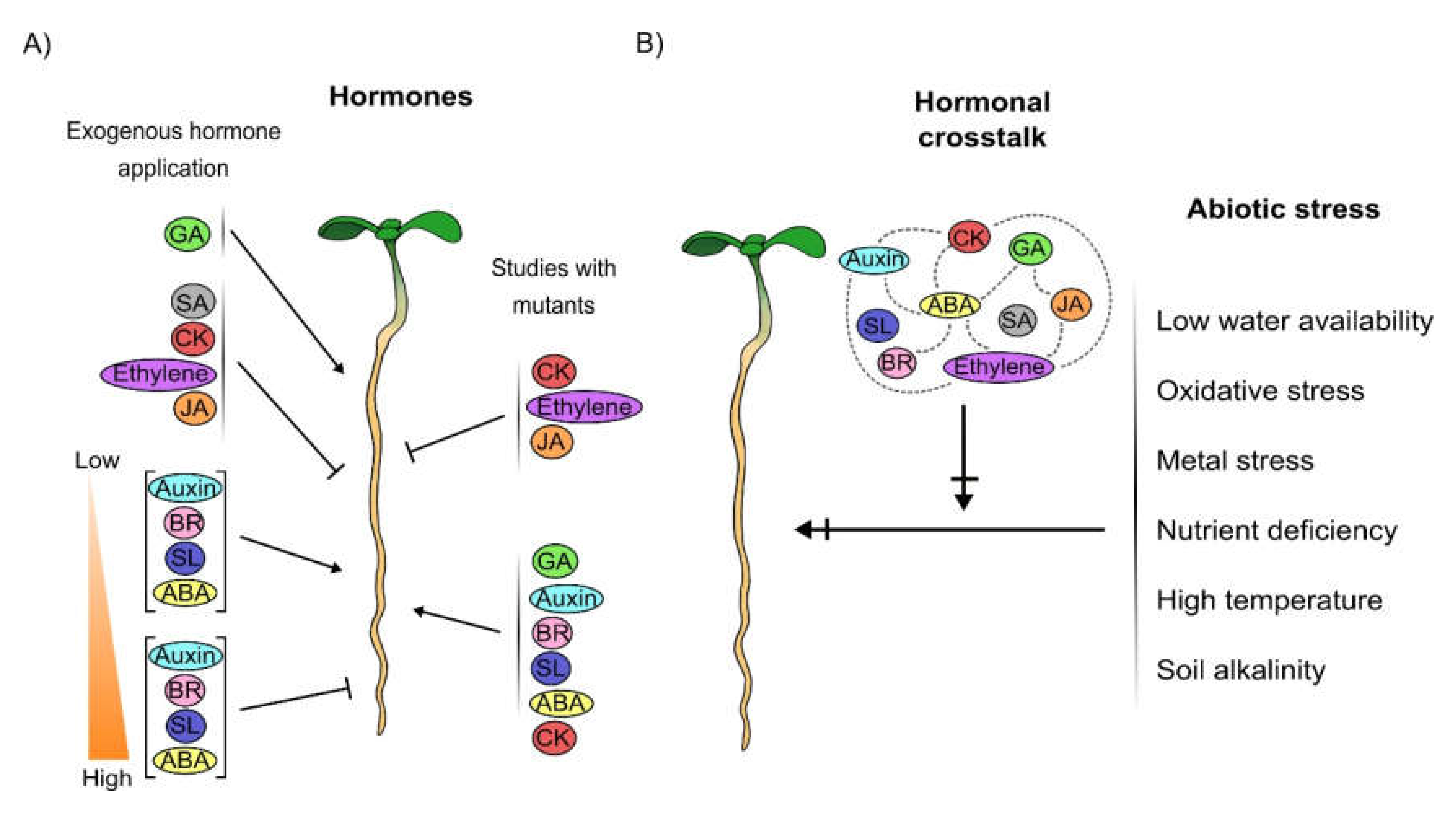 Cells 09 02576 g001 Cells 09 02576 g001