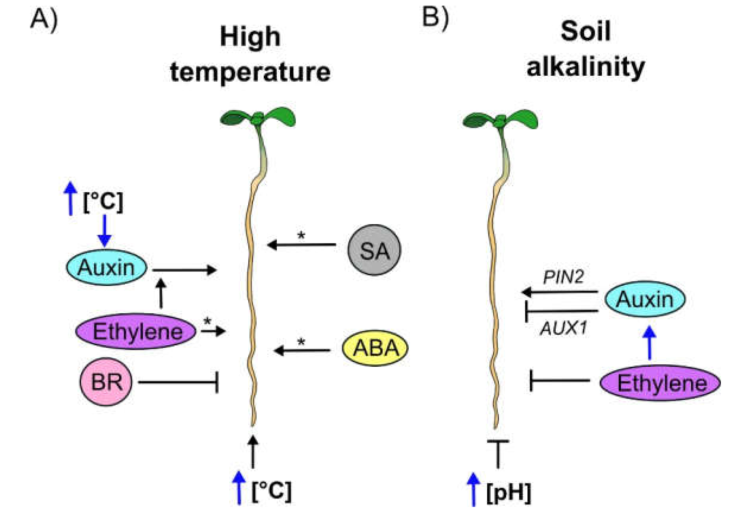 Cells 09 02576 g005 Cells 09 02576 g005