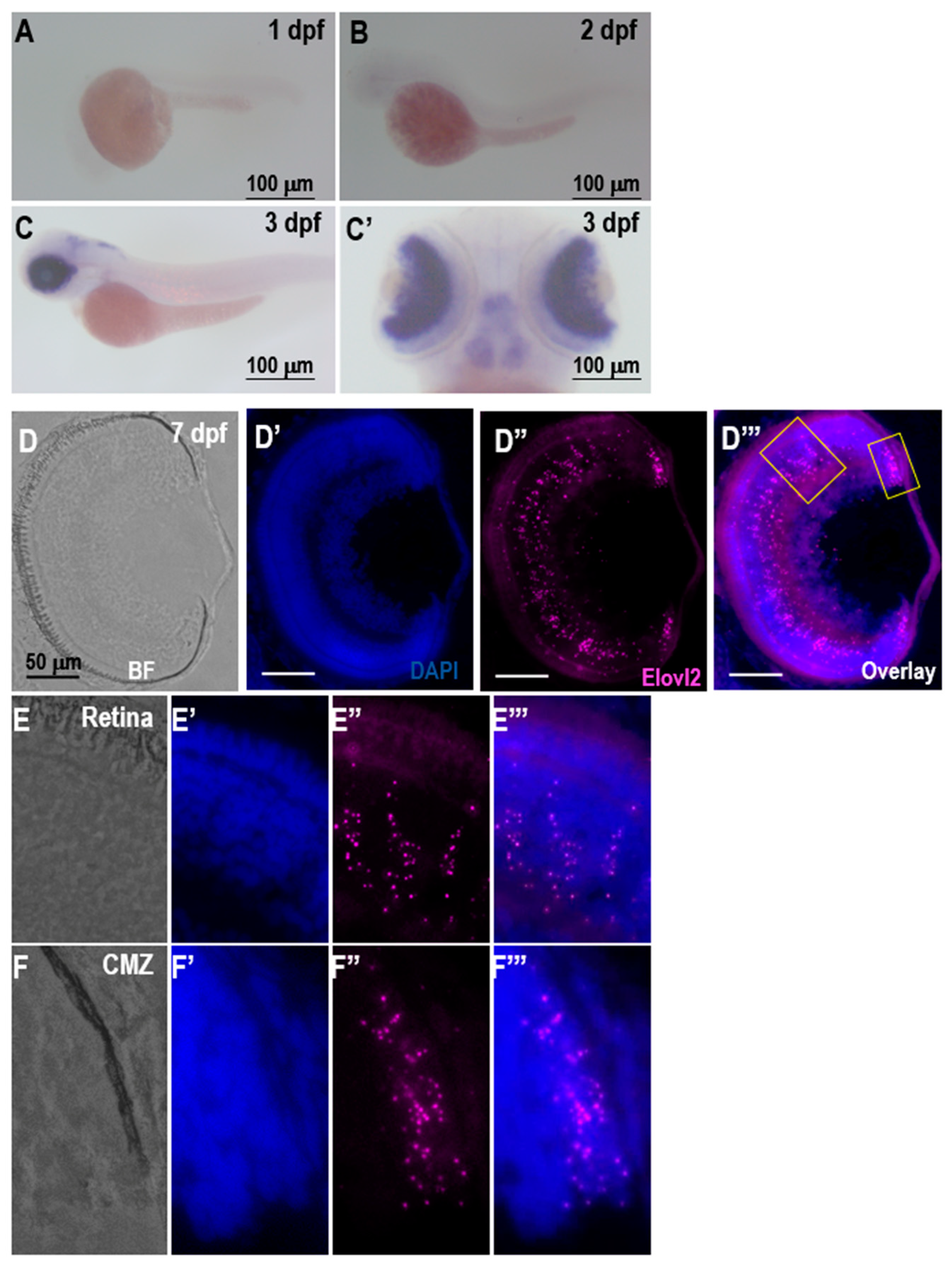 Cells 09 02583 g001