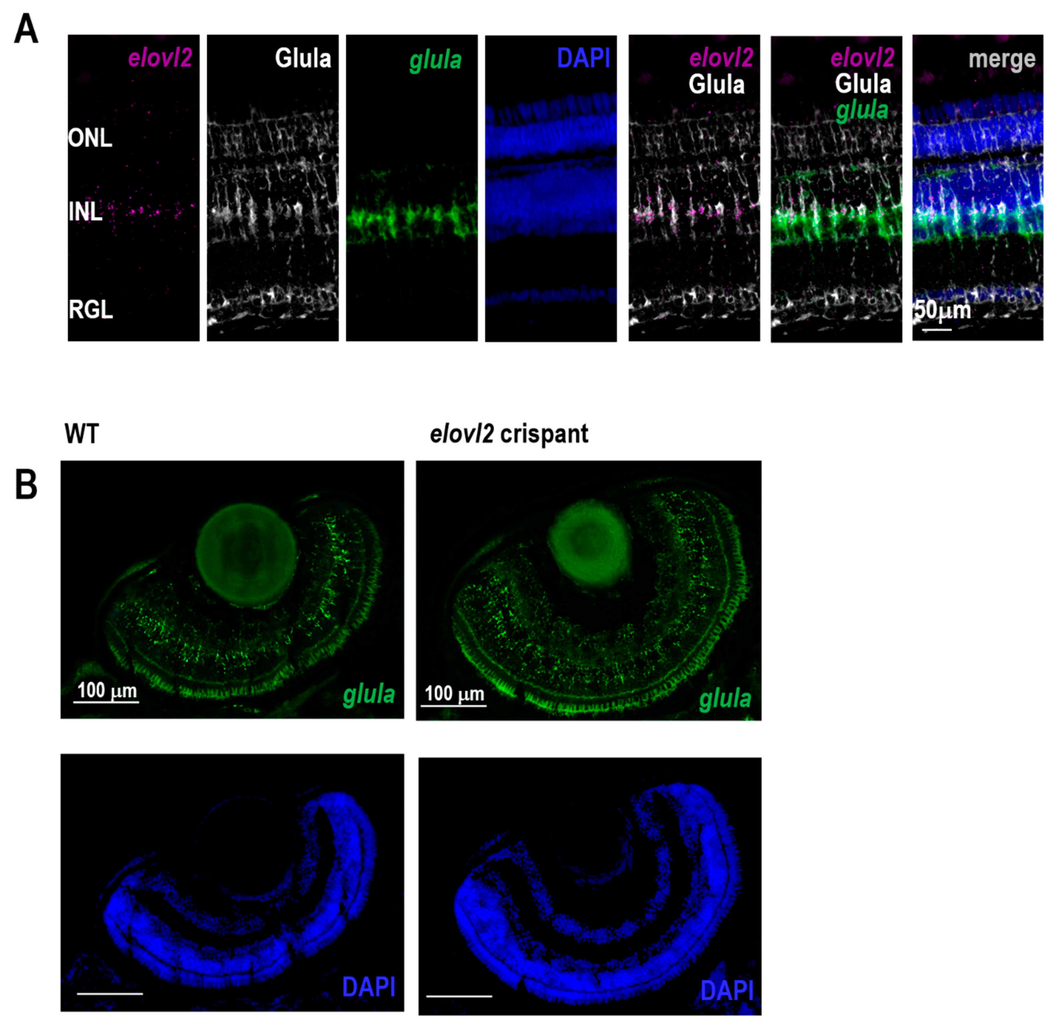 Cells 09 02583 g004