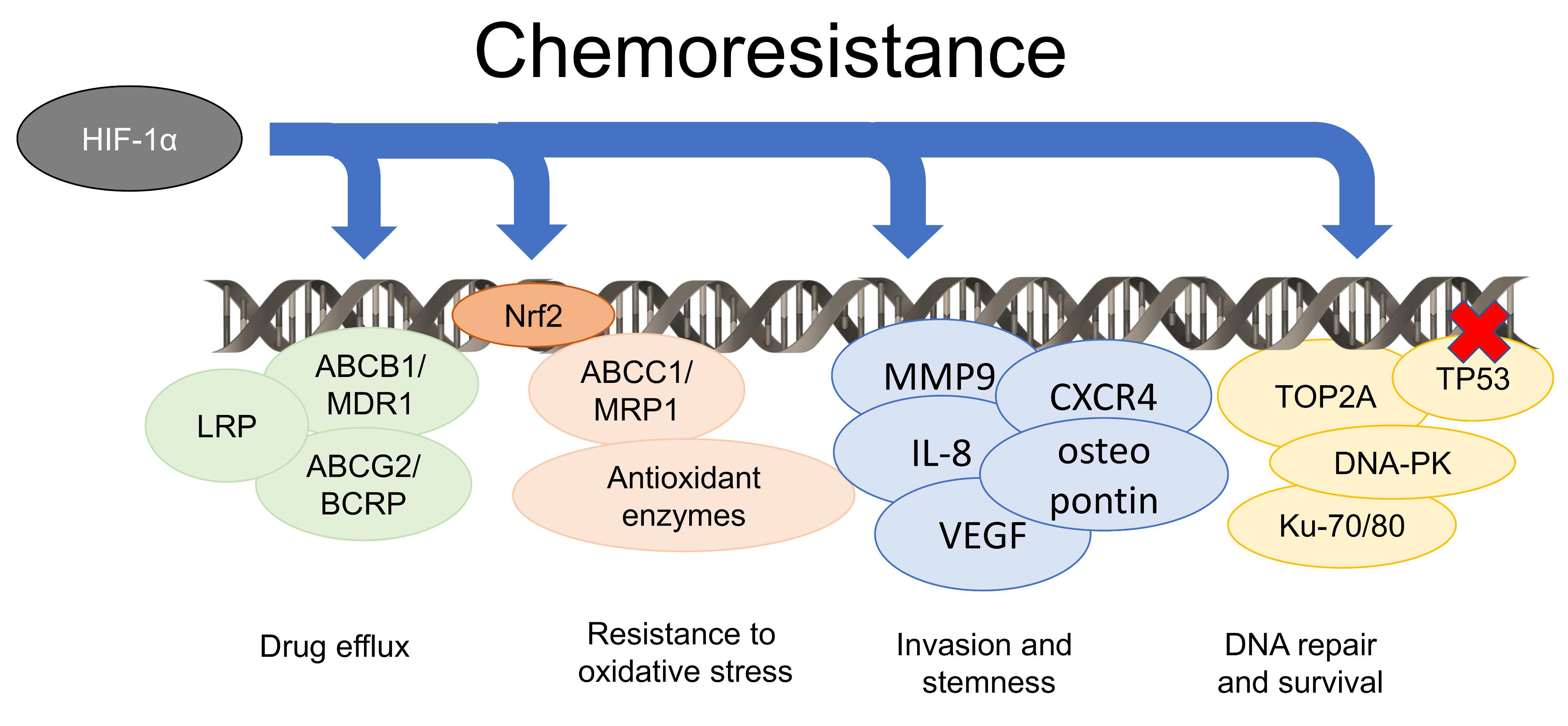 Cells 09 02598 g002 Cells 09 02598 g002
