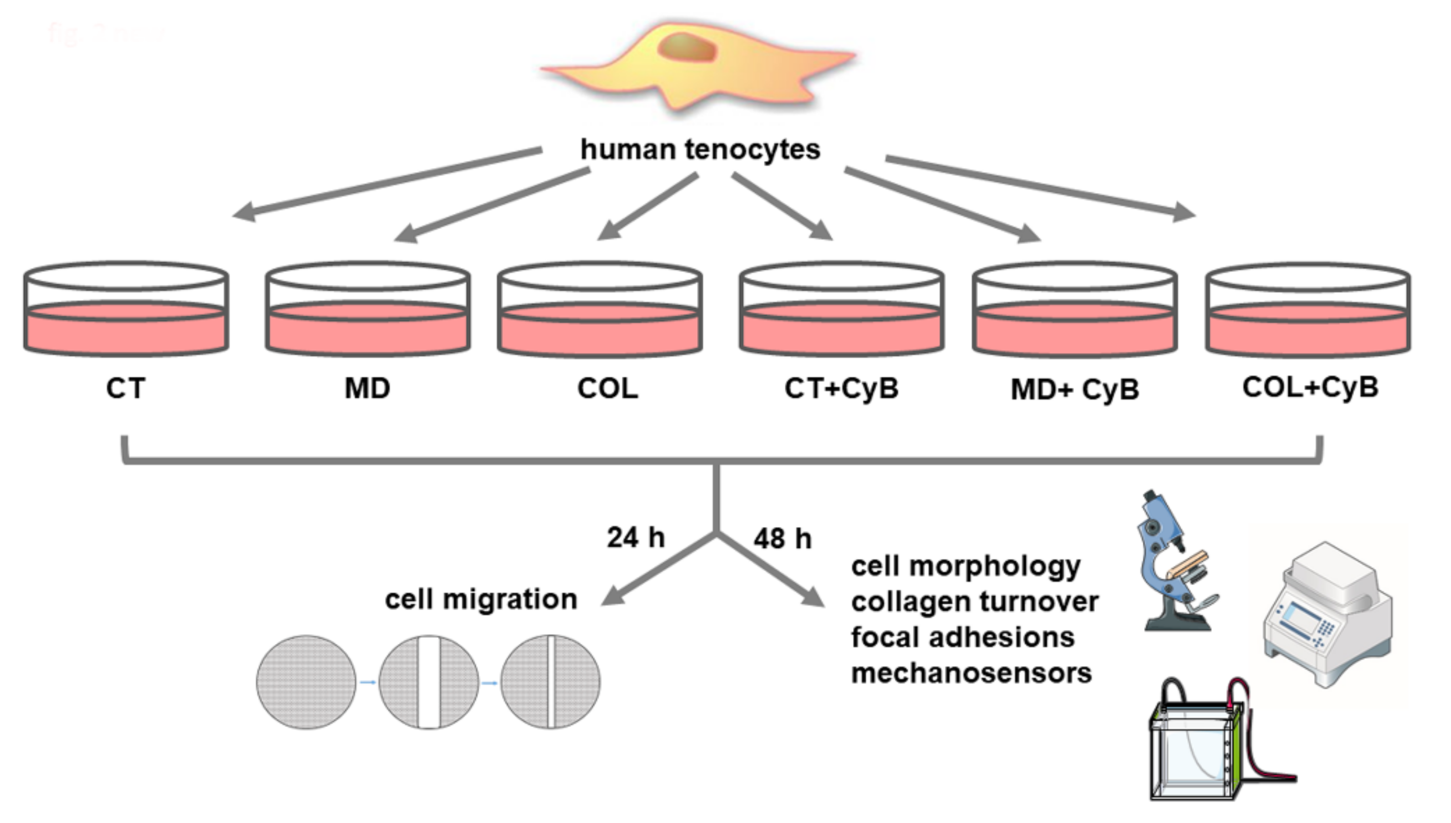 Cells 09 02641 g002 Cells 09 02641 g002