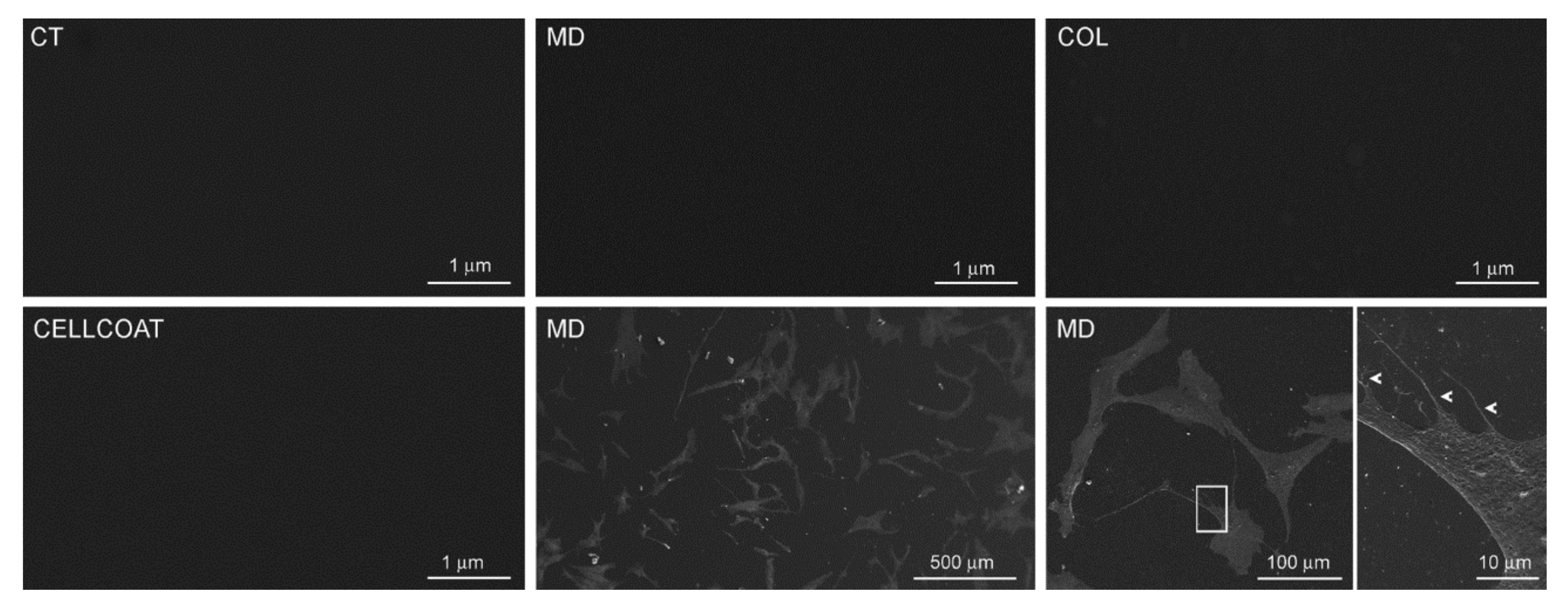 Cells 09 02641 g003 Cells 09 02641 g003
