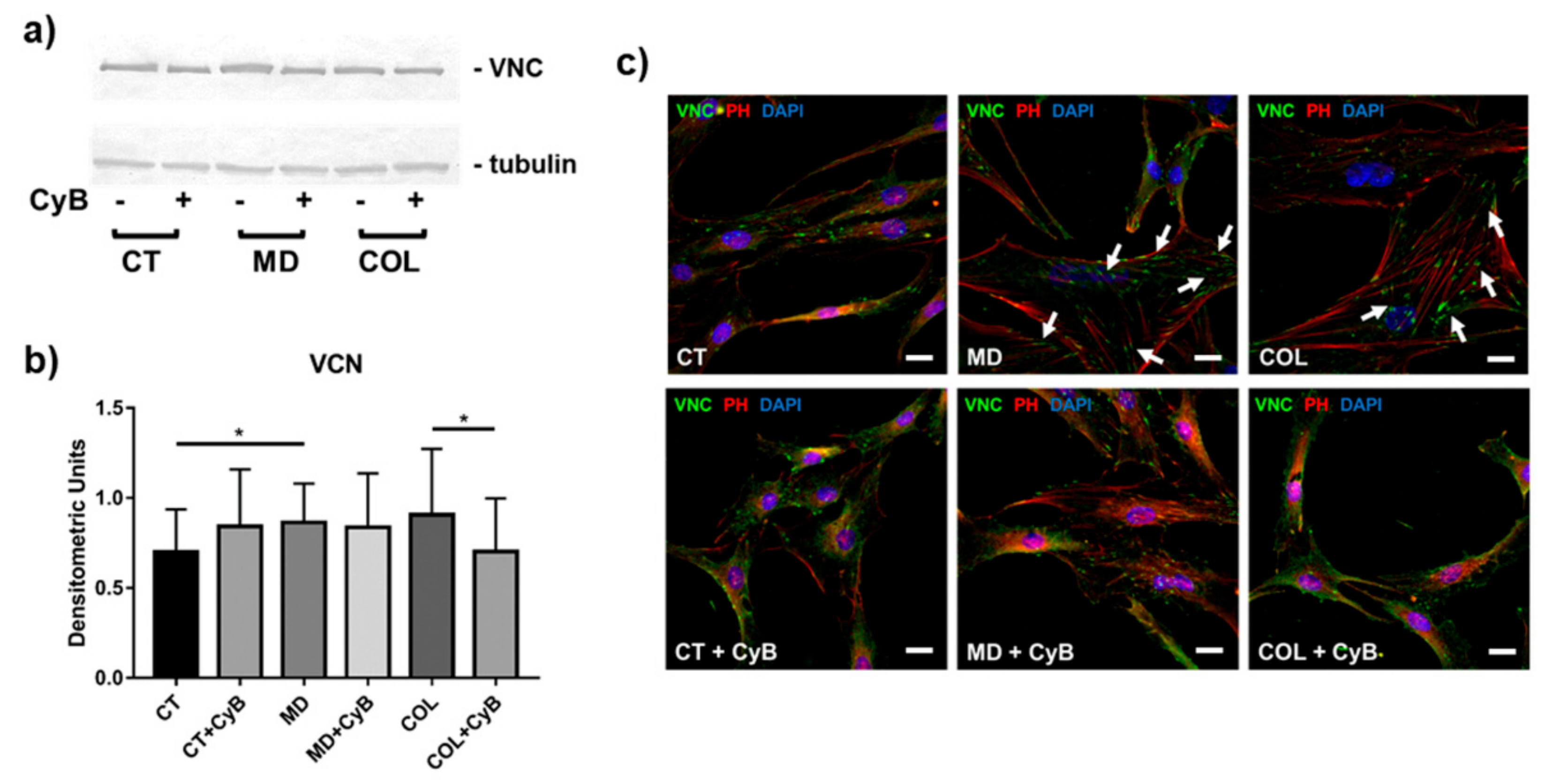 Cells 09 02641 g008 Cells 09 02641 g008