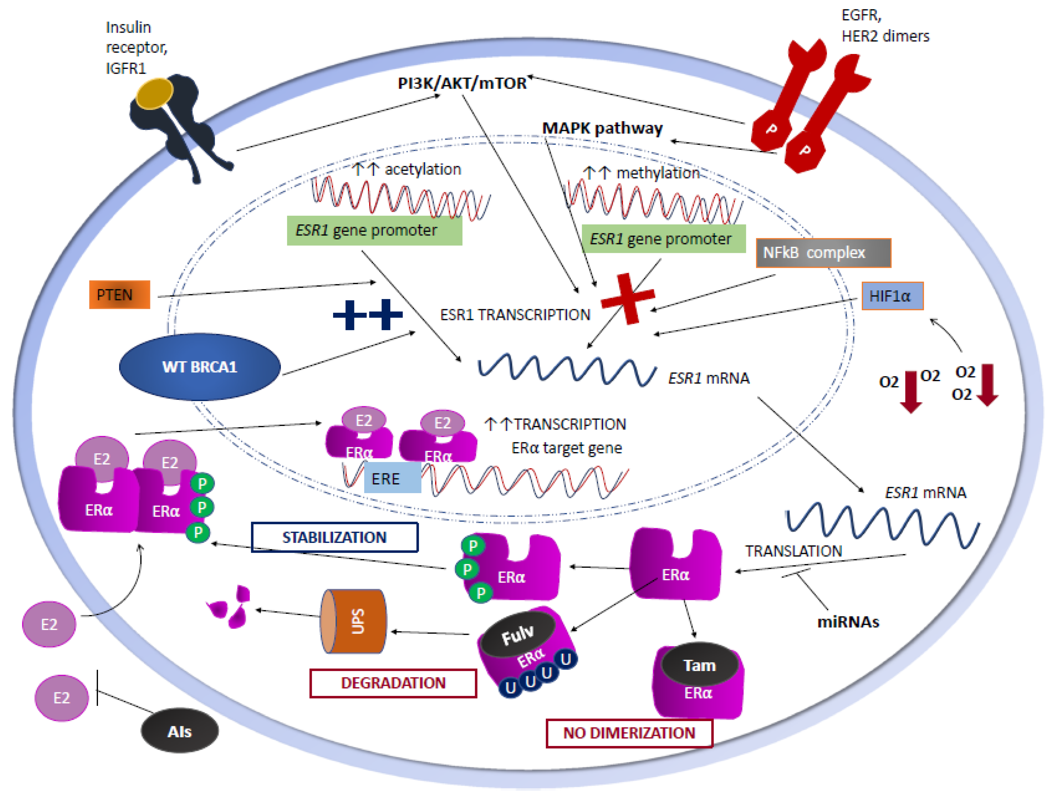 Cells 09 02644 g001 Cells 09 02644 g001