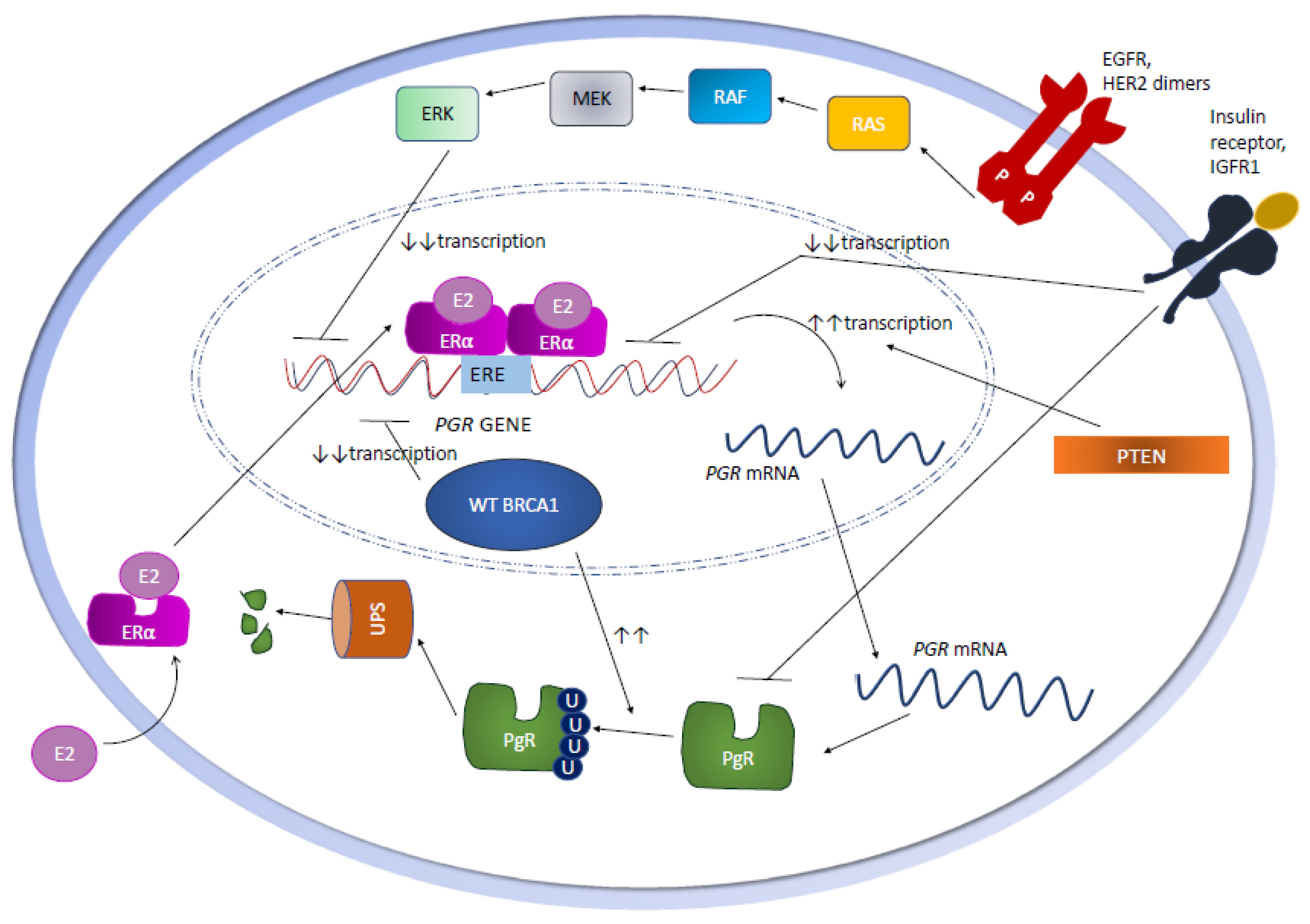 Cells 09 02644 g002 Cells 09 02644 g002