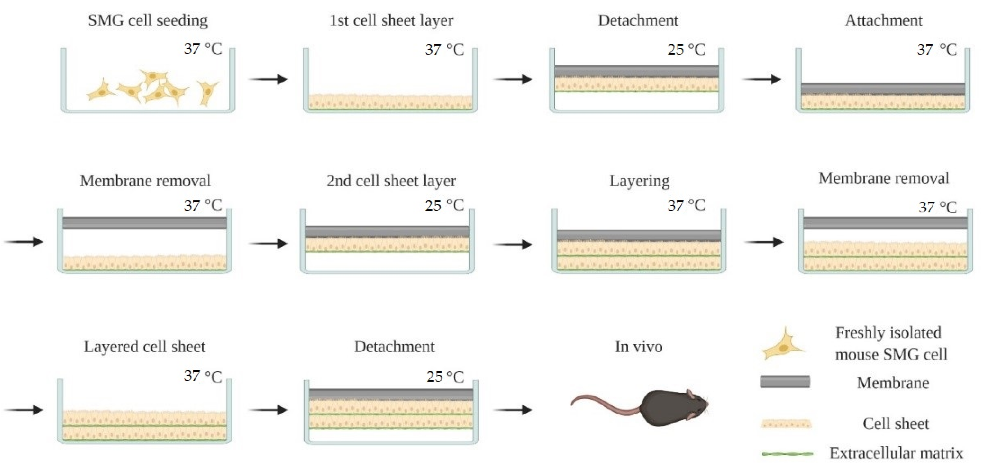 Cells 09 02645 g001 Cells 09 02645 g001