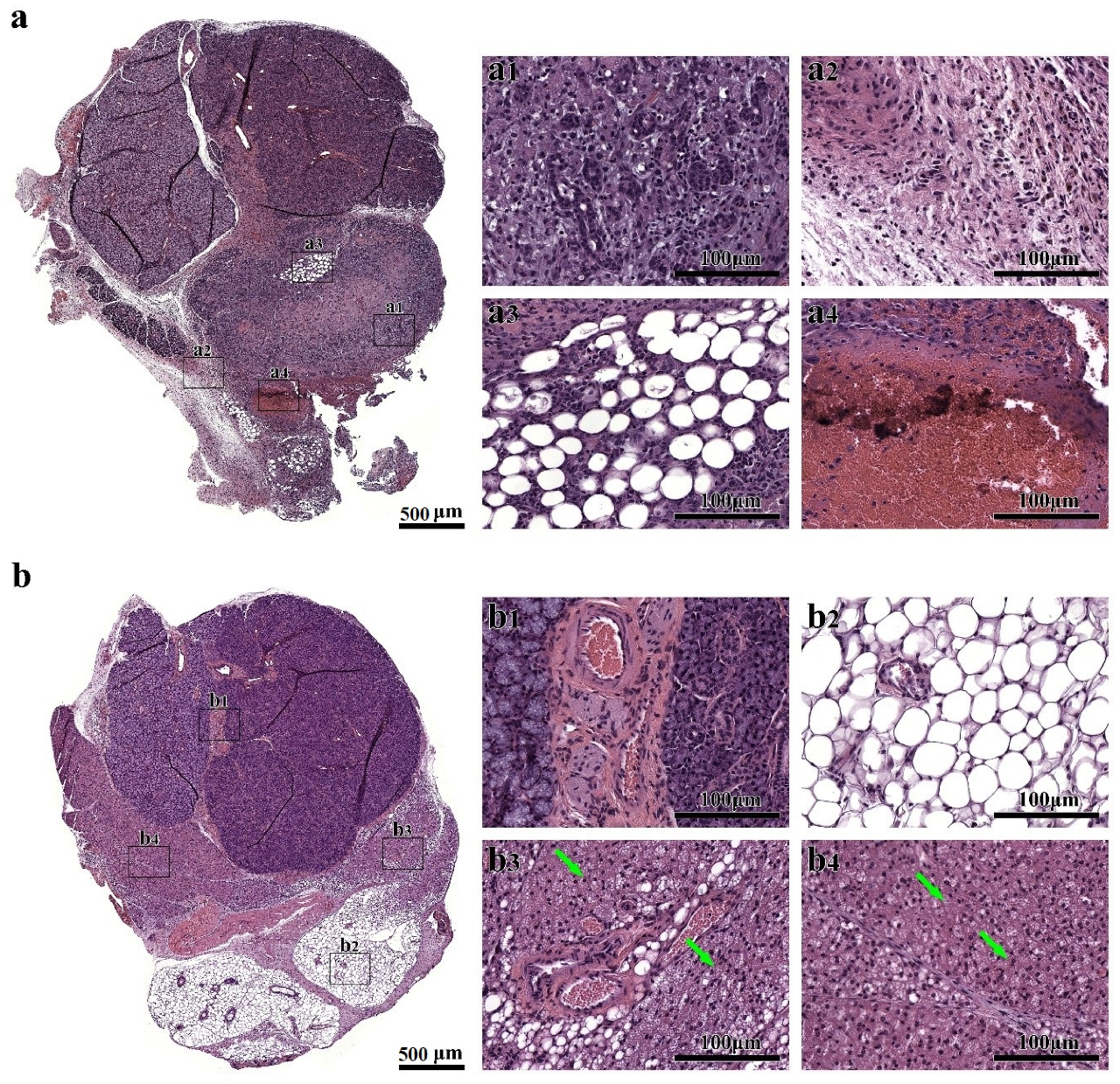 Cells 09 02645 g002a Cells 09 02645 g002a