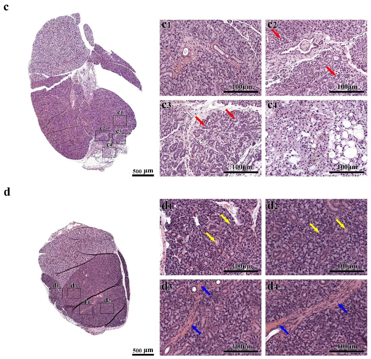 Cells 09 02645 g002b Cells 09 02645 g002b