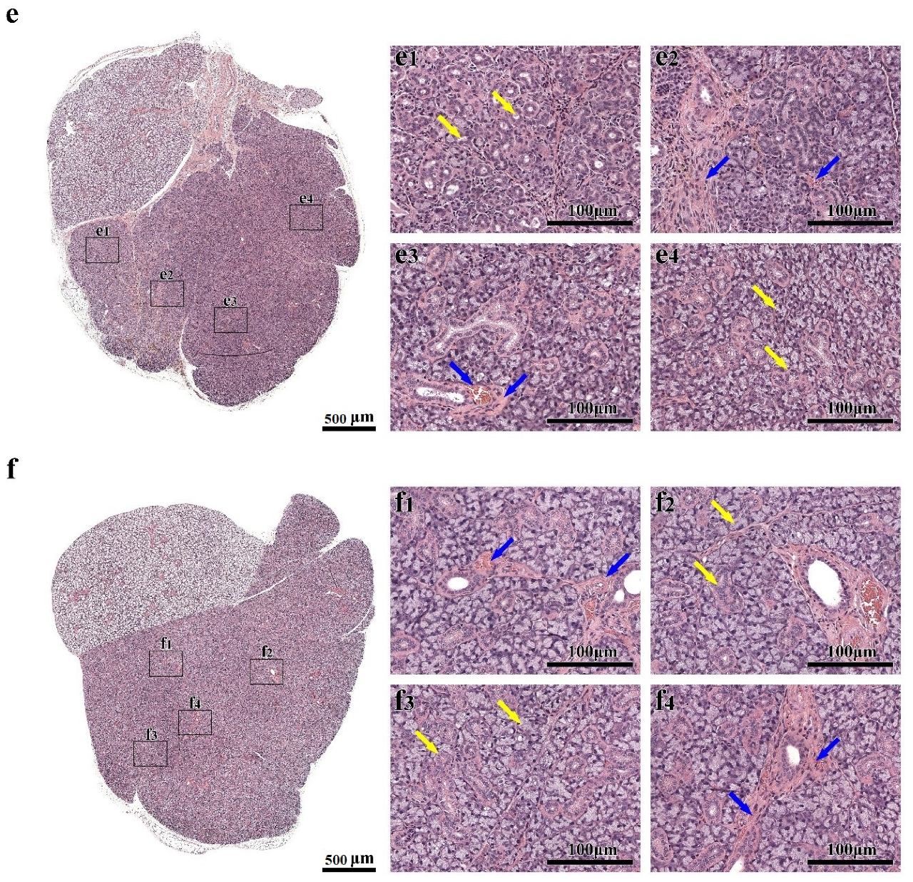 Cells 09 02645 g002c Cells 09 02645 g002c