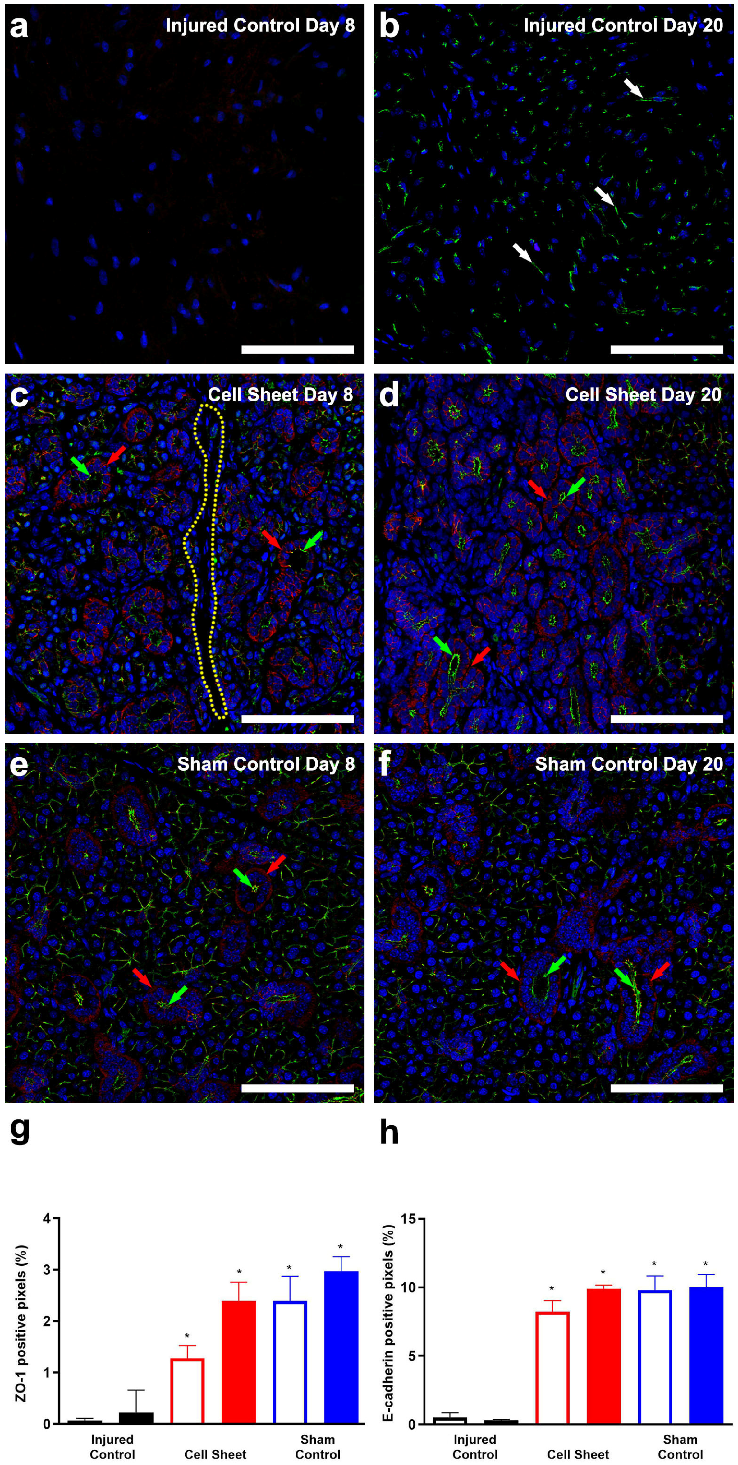 Cells 09 02645 g003 Cells 09 02645 g003