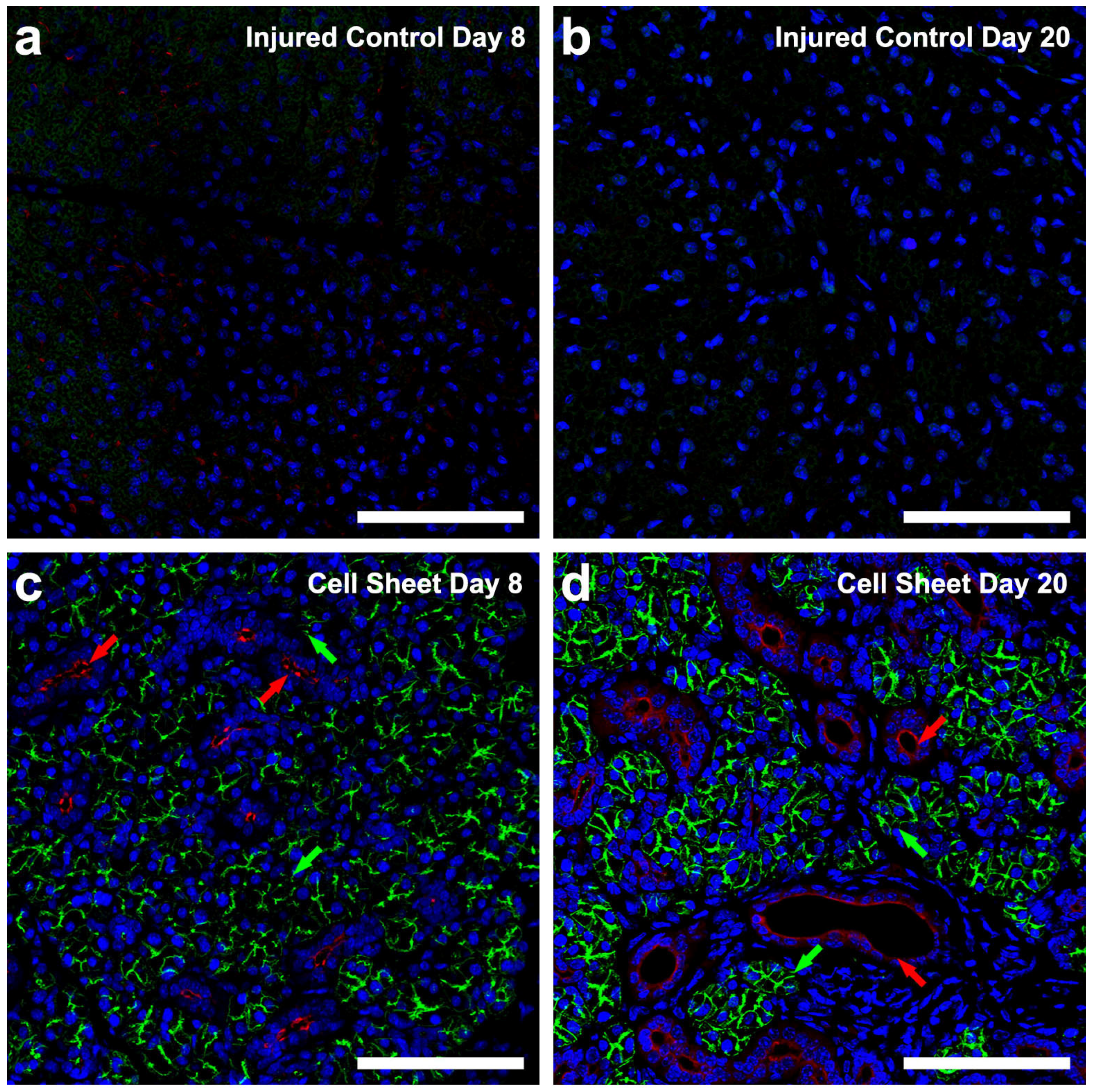 Cells 09 02645 g004a Cells 09 02645 g004a