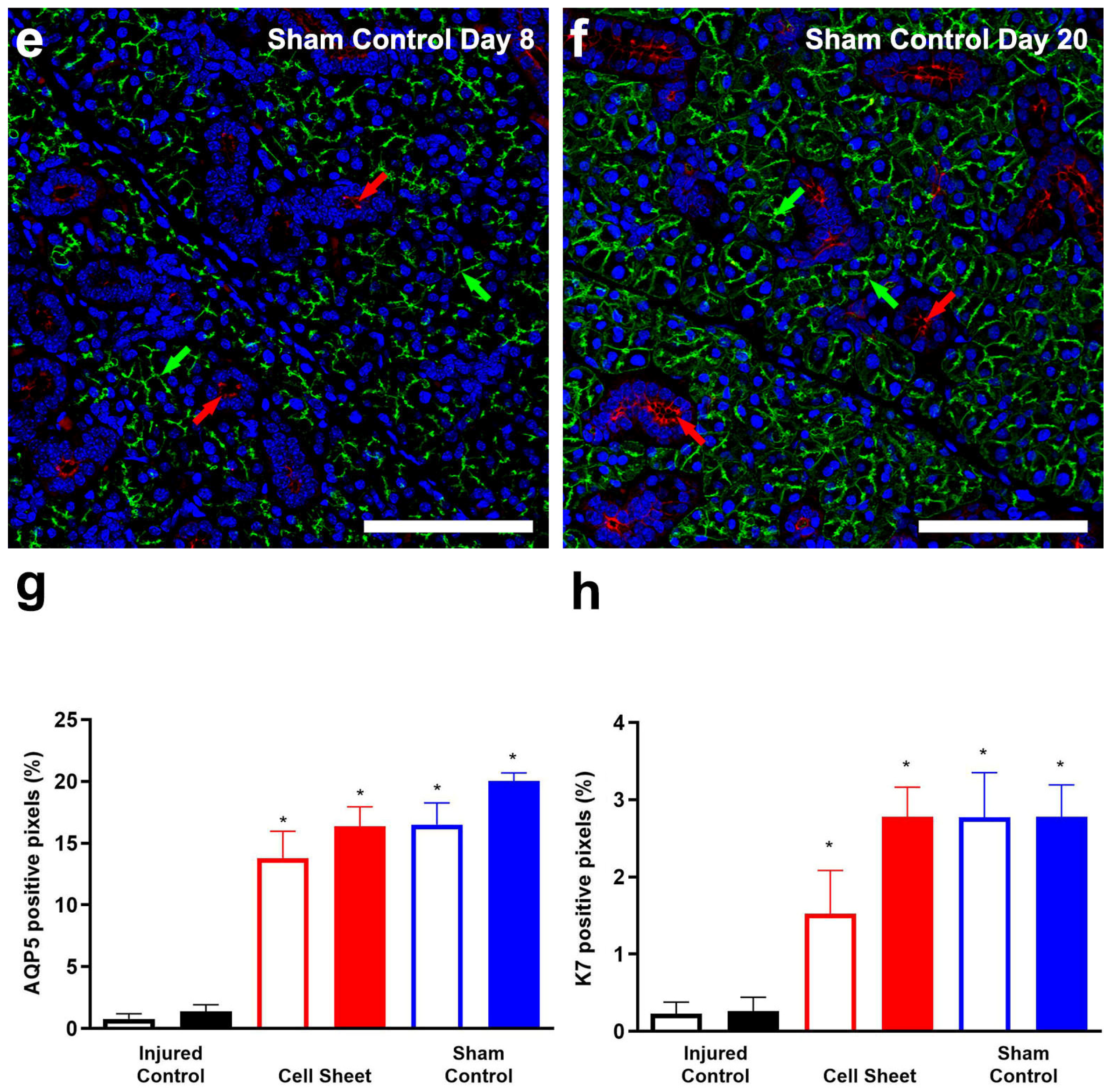 Cells 09 02645 g004b Cells 09 02645 g004b
