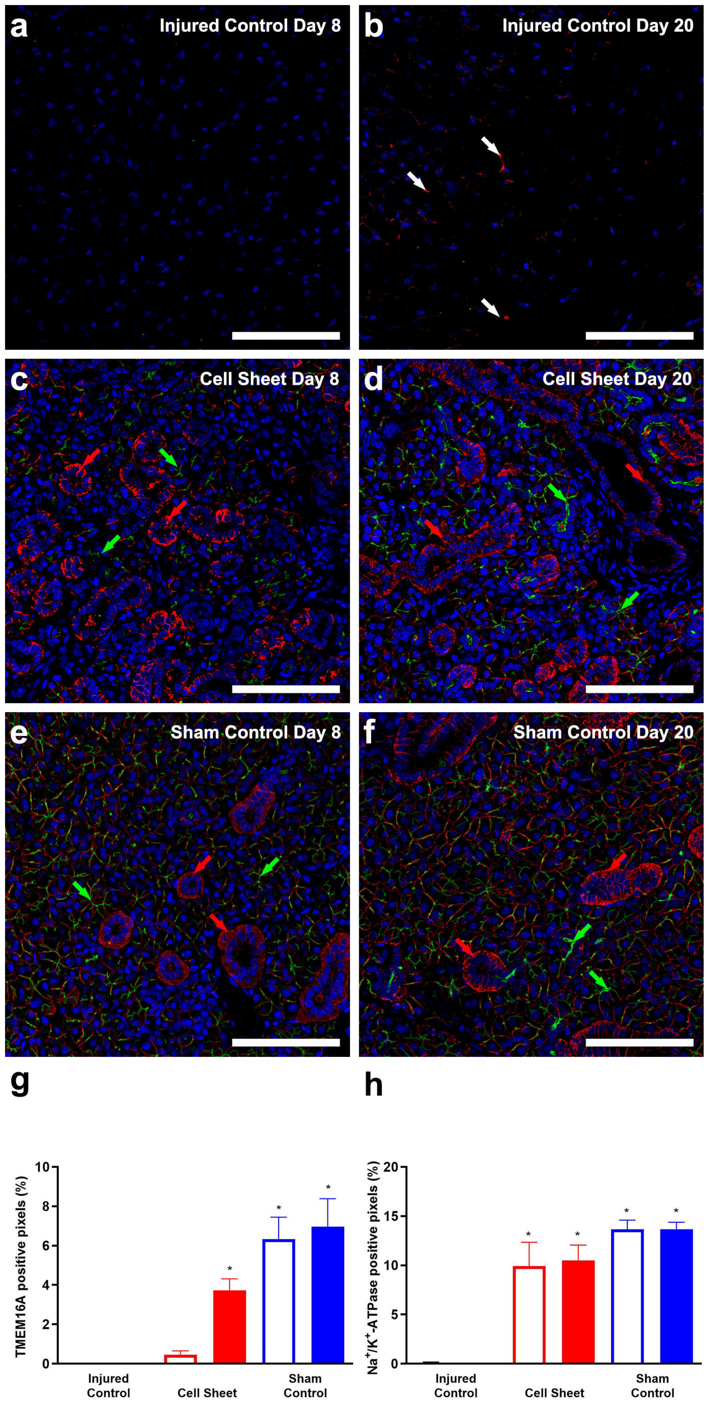 Cells 09 02645 g005 Cells 09 02645 g005