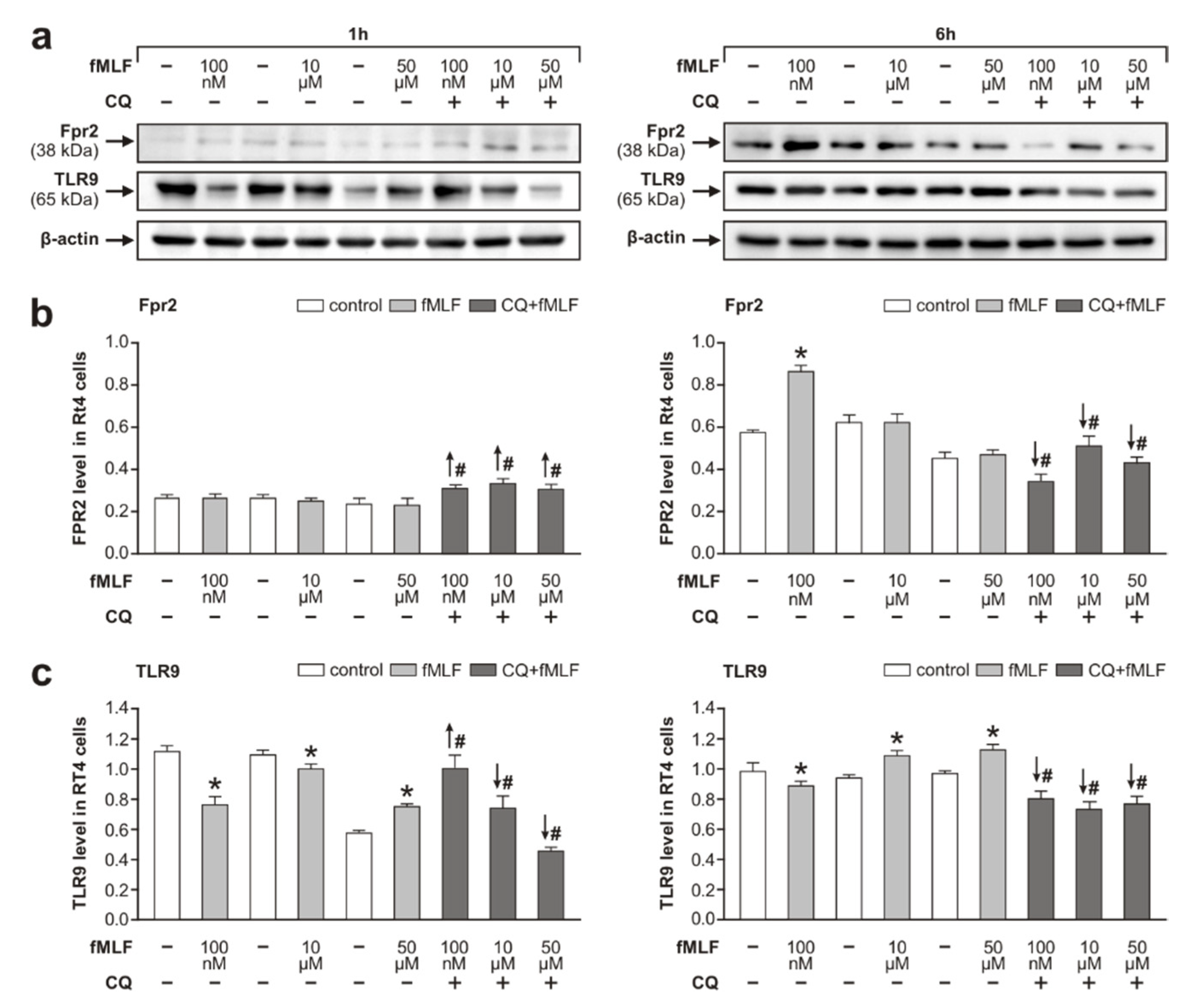 Cells 09 02661 g001