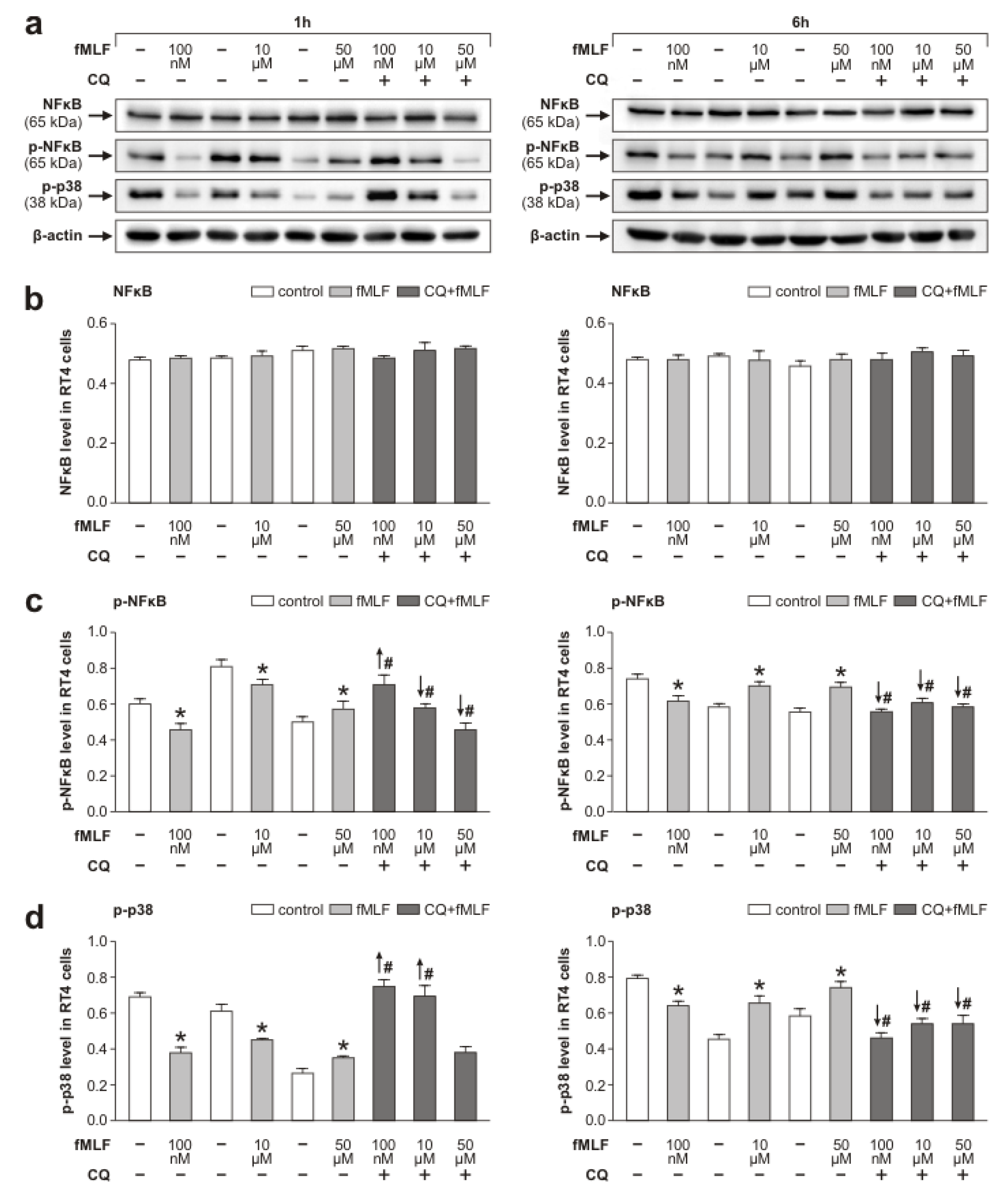 Cells 09 02661 g002