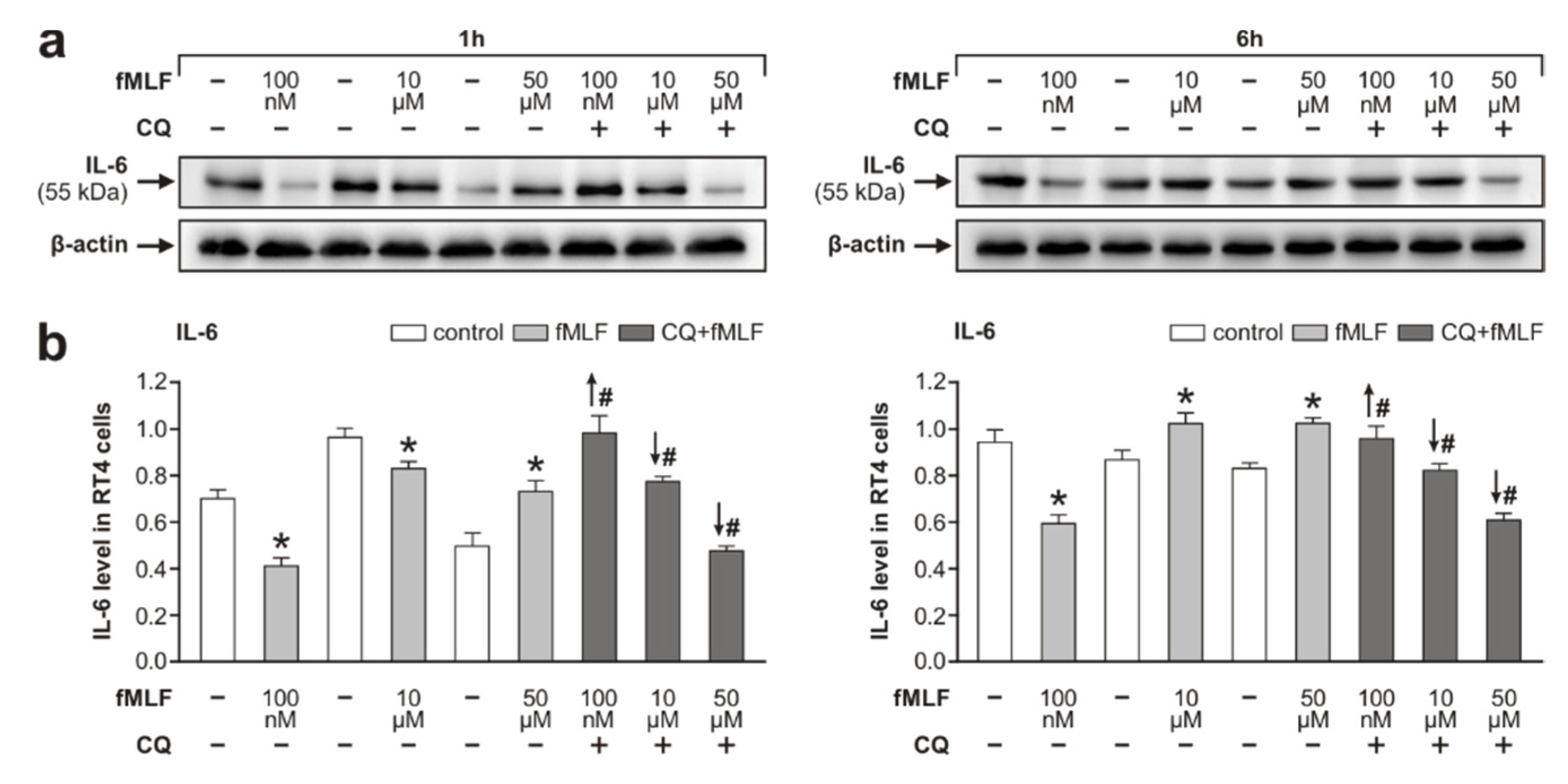 Cells 09 02661 g003
