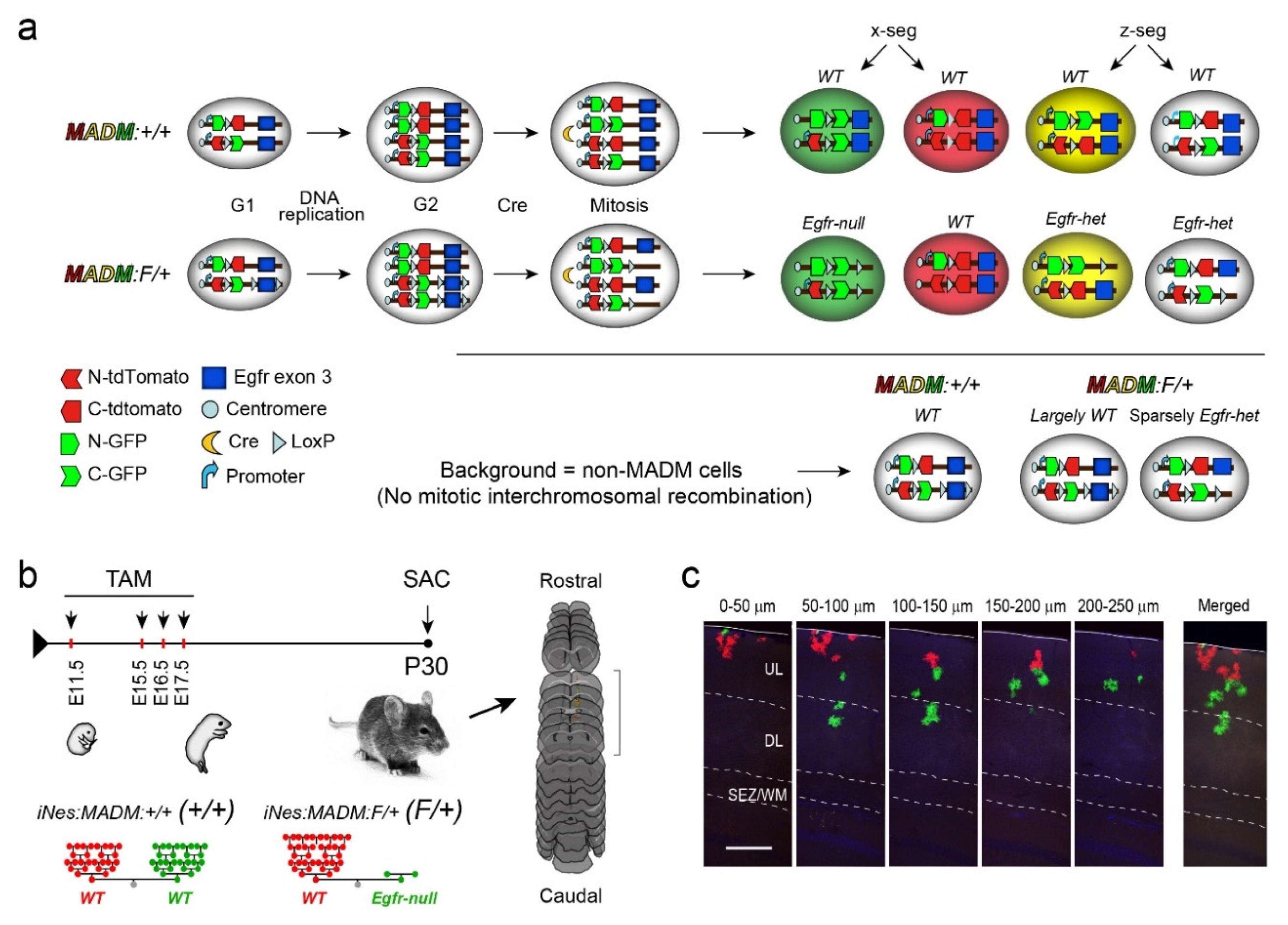 Cells 09 02662 g001 Cells 09 02662 g001