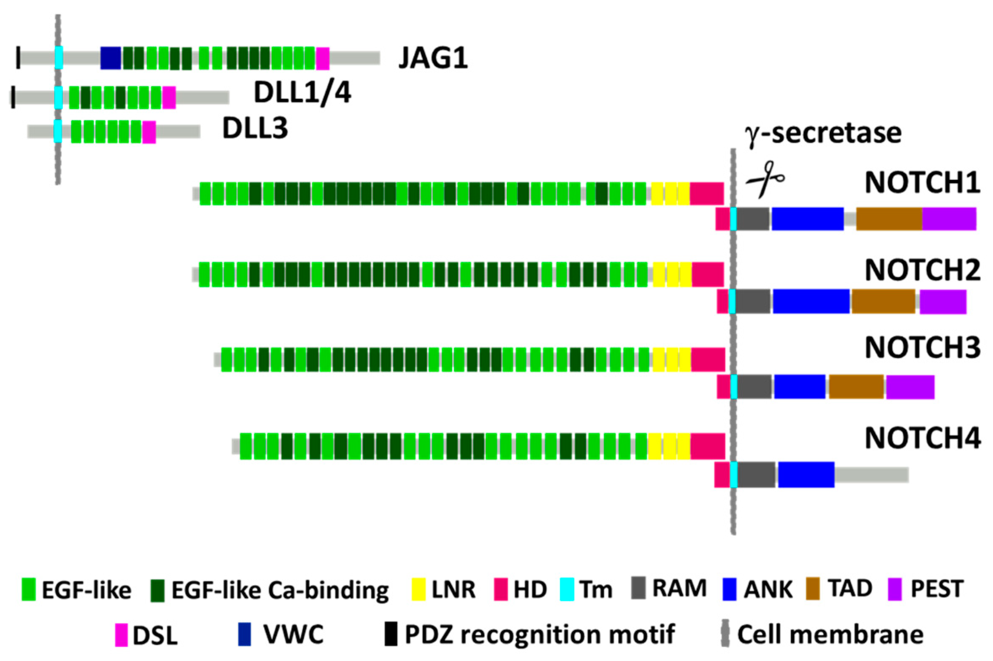 Cells 09 02677 g001 Cells 09 02677 g001