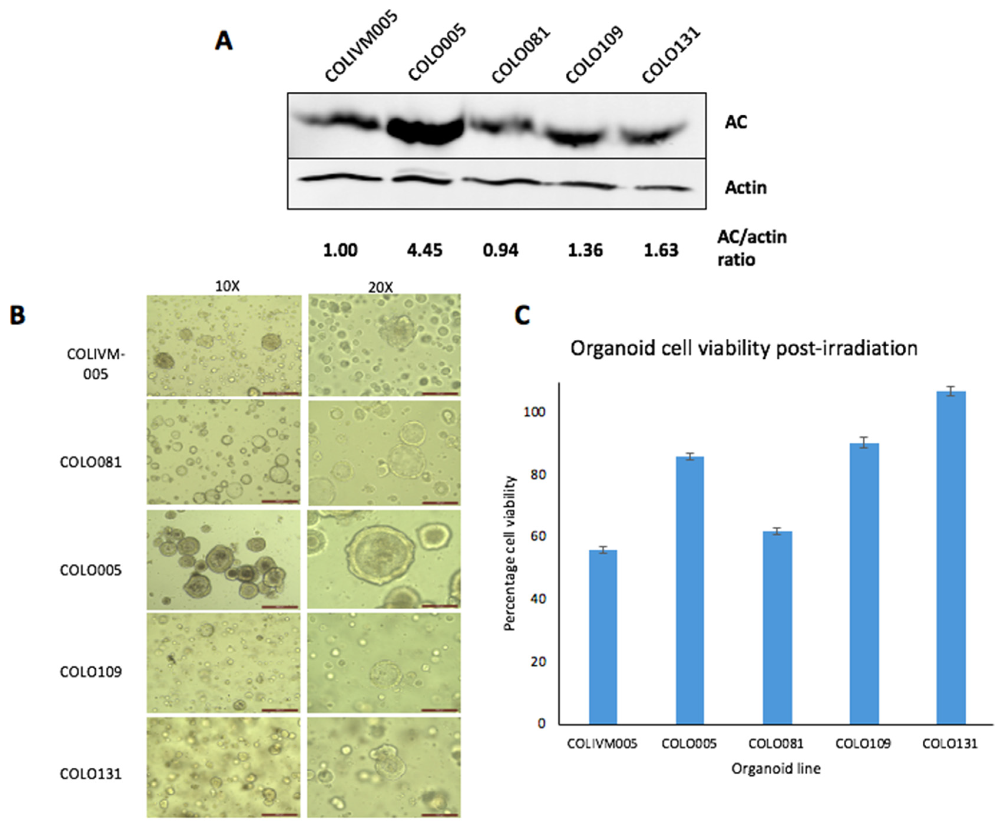 Cells 09 02693 g004 Cells 09 02693 g004