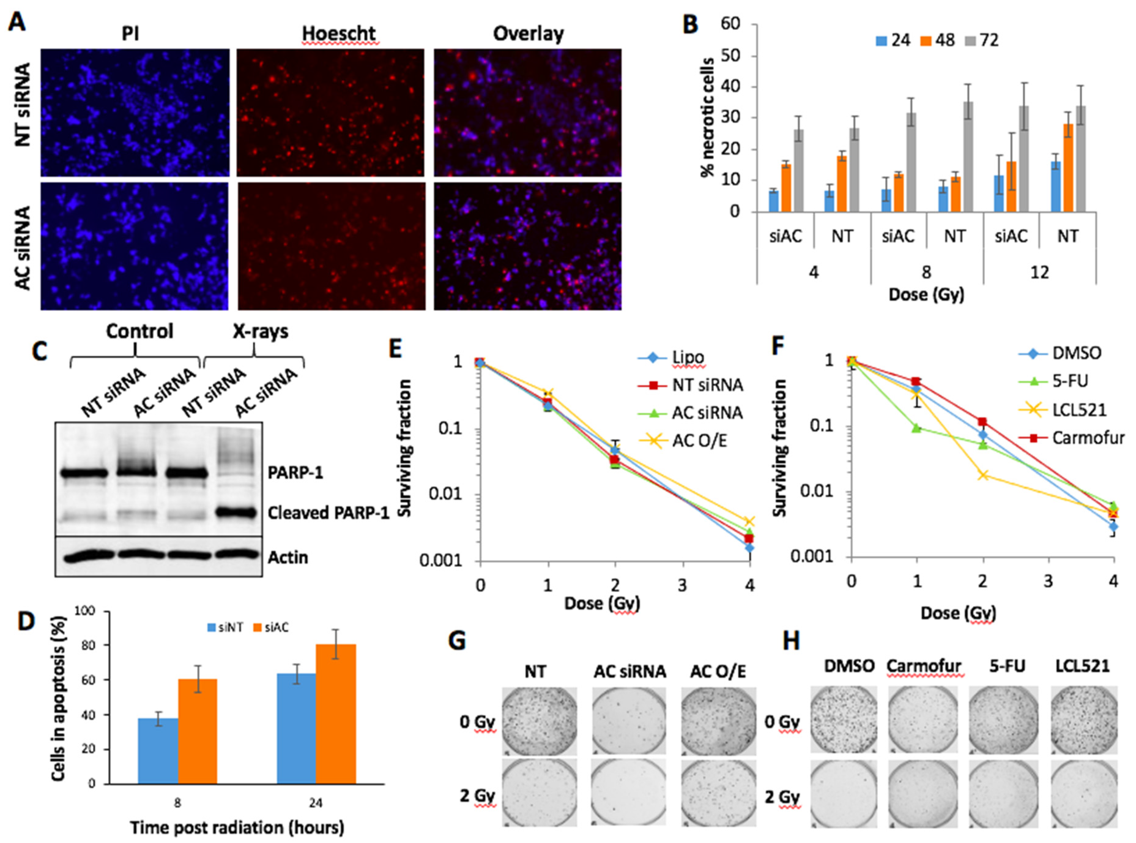Cells 09 02693 g006 Cells 09 02693 g006